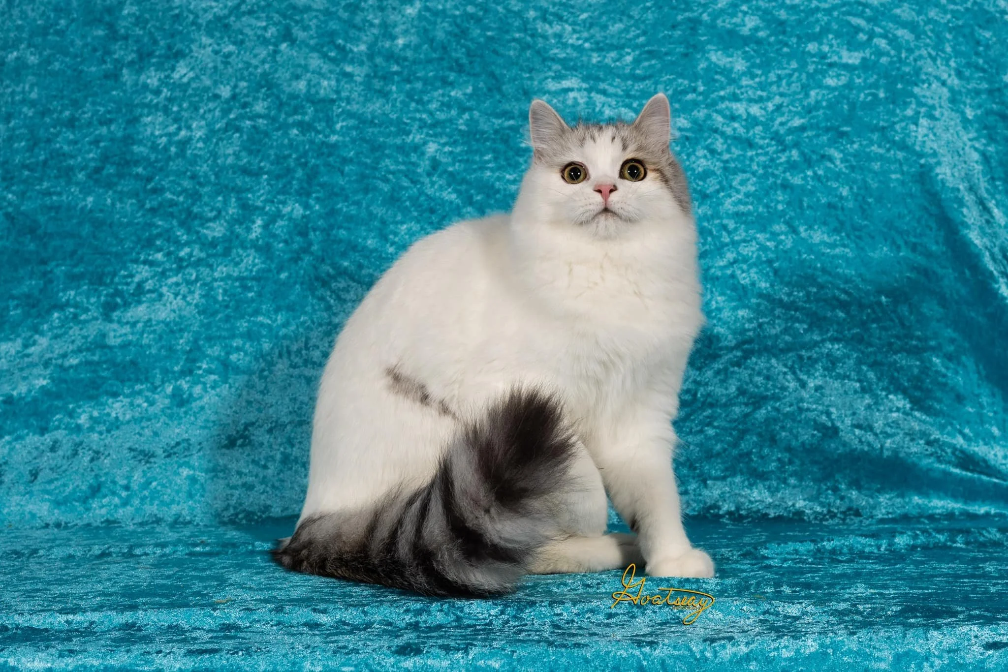 Freya (the queen)