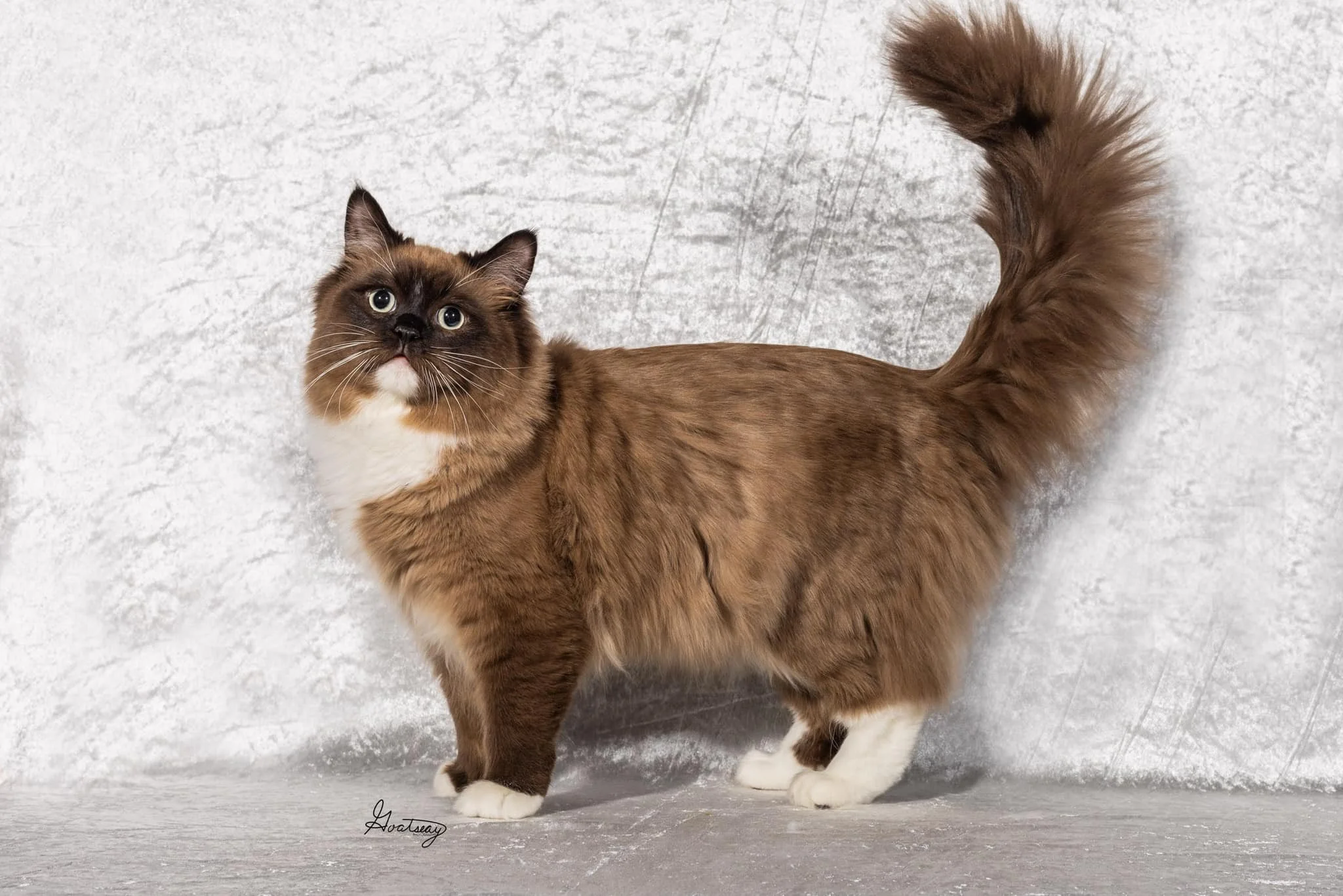Macambo (the king)