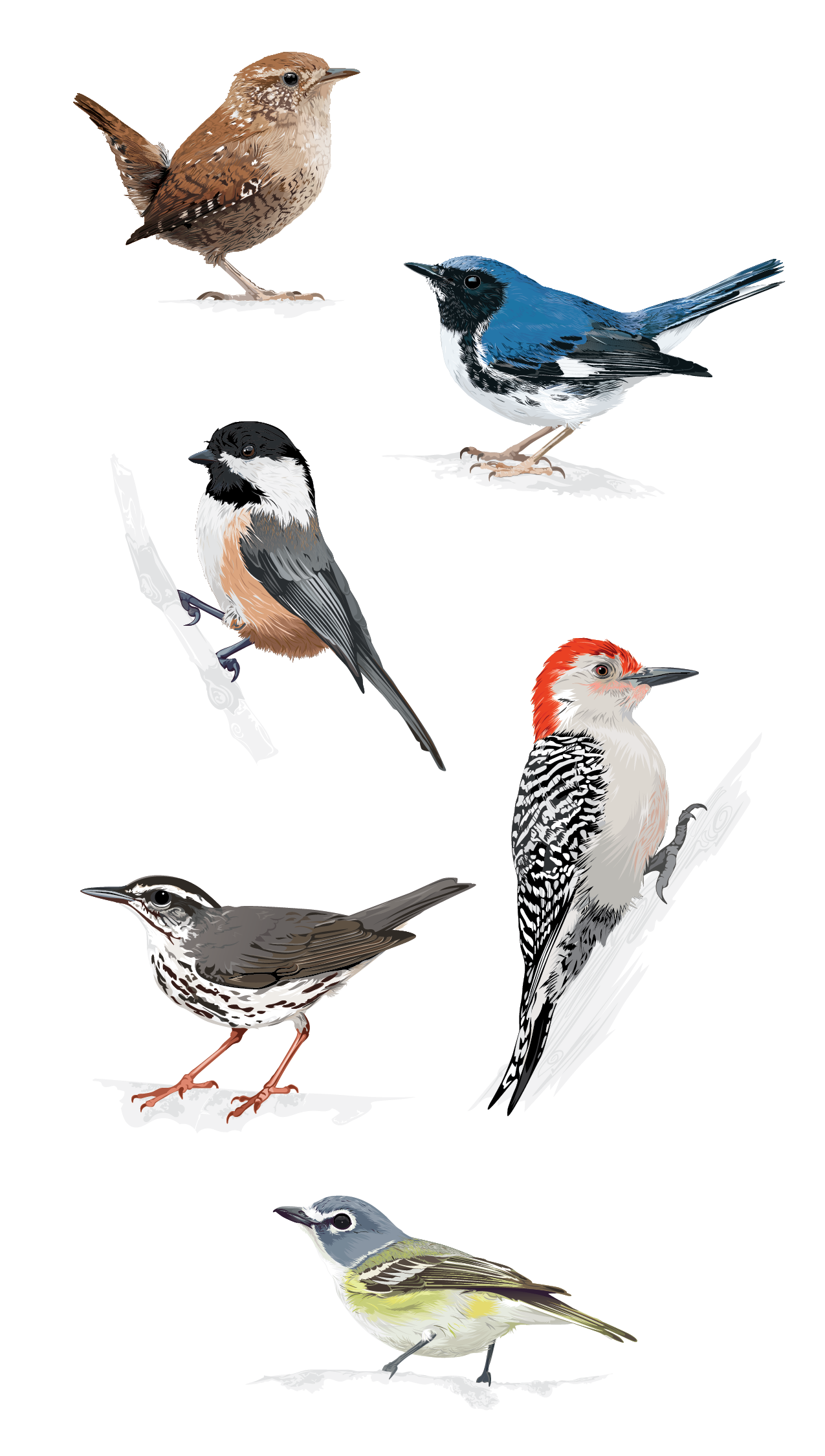 Bird_Illos_2025.png