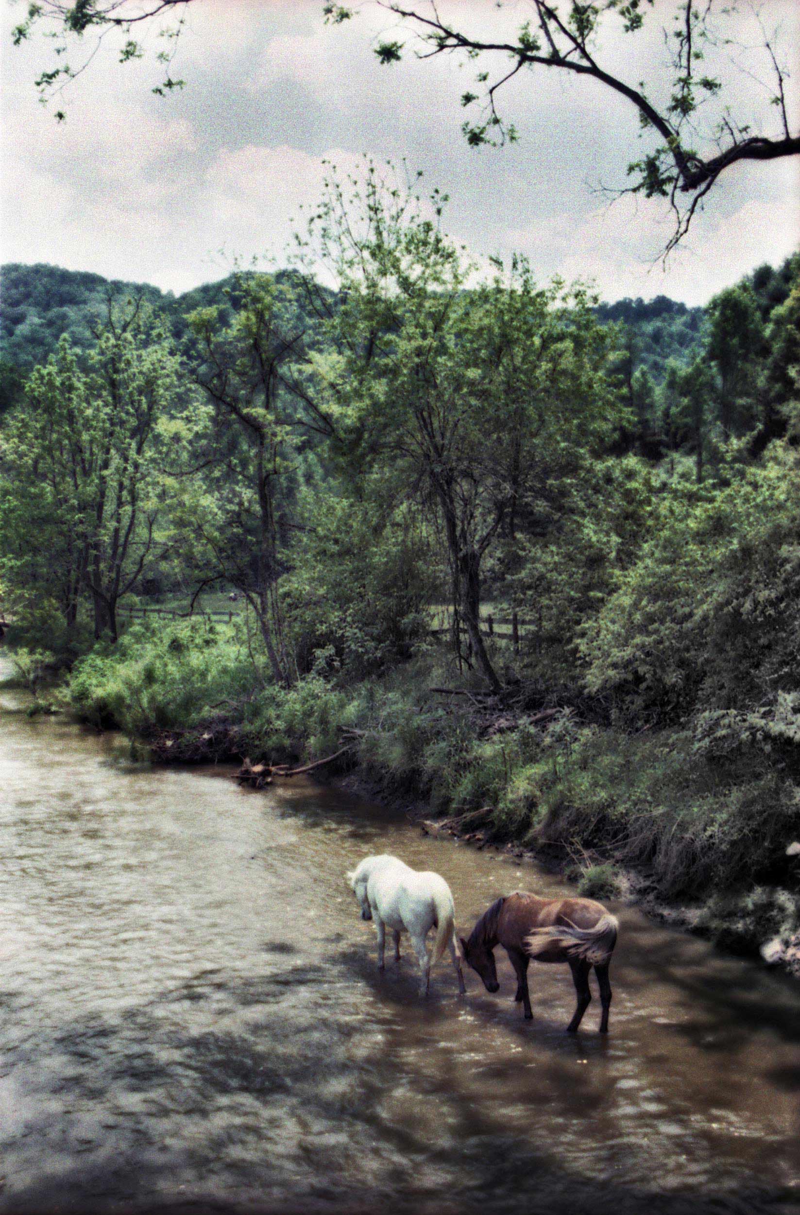 Horses, Asheville