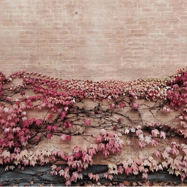 Beautiful colors of spring! Would make for a gorgeous interior color pallet. #earthbeauty .
.
.
.
#flowersofinstagram #wallflowers #blushpink #spring2020 #beautyinnature #colorpallete #designinspo #designinspiration #slcdesigner