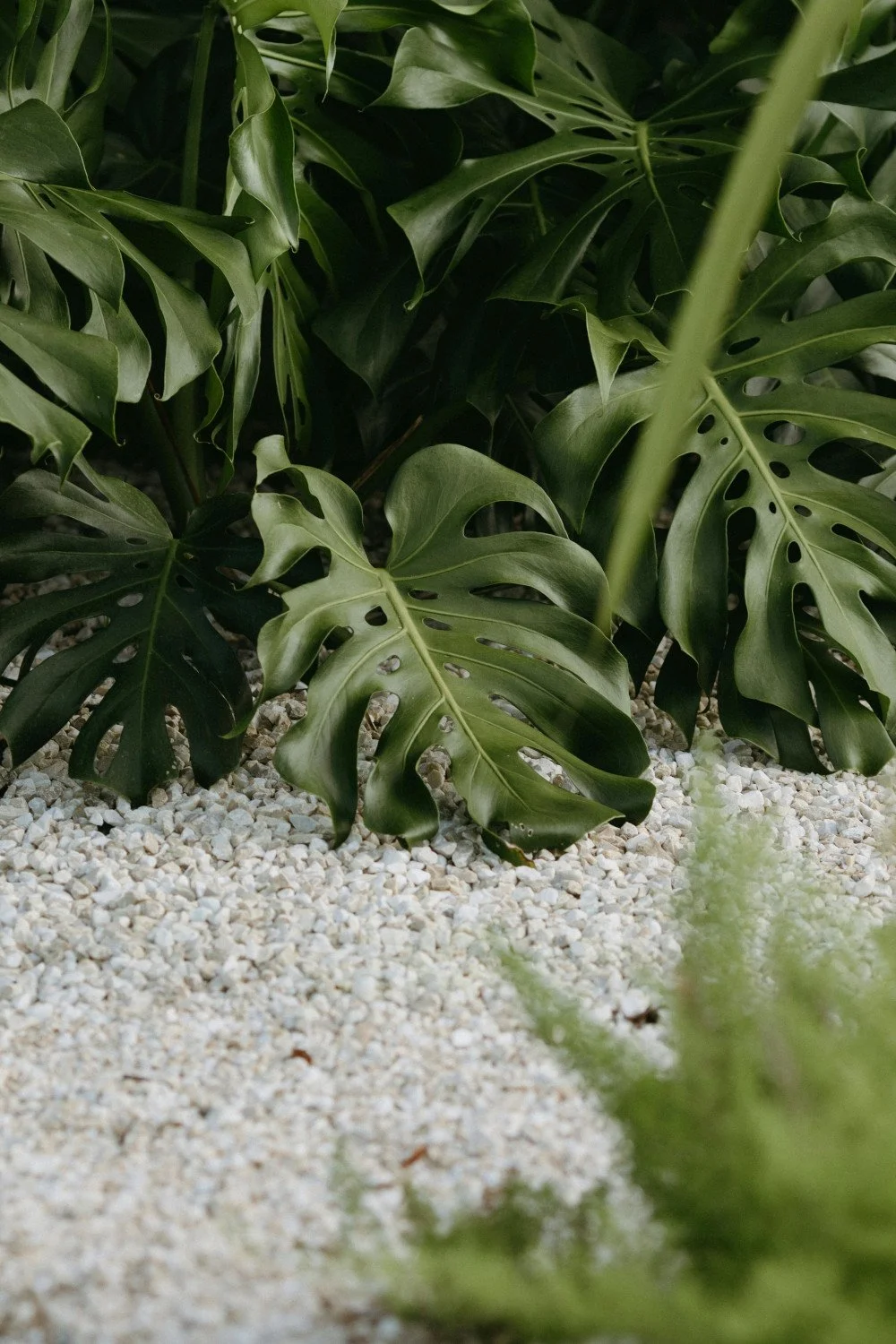 A close-up view of lush green Monstera deliciosa leaves spreading over a ground cover of small white pebbles.