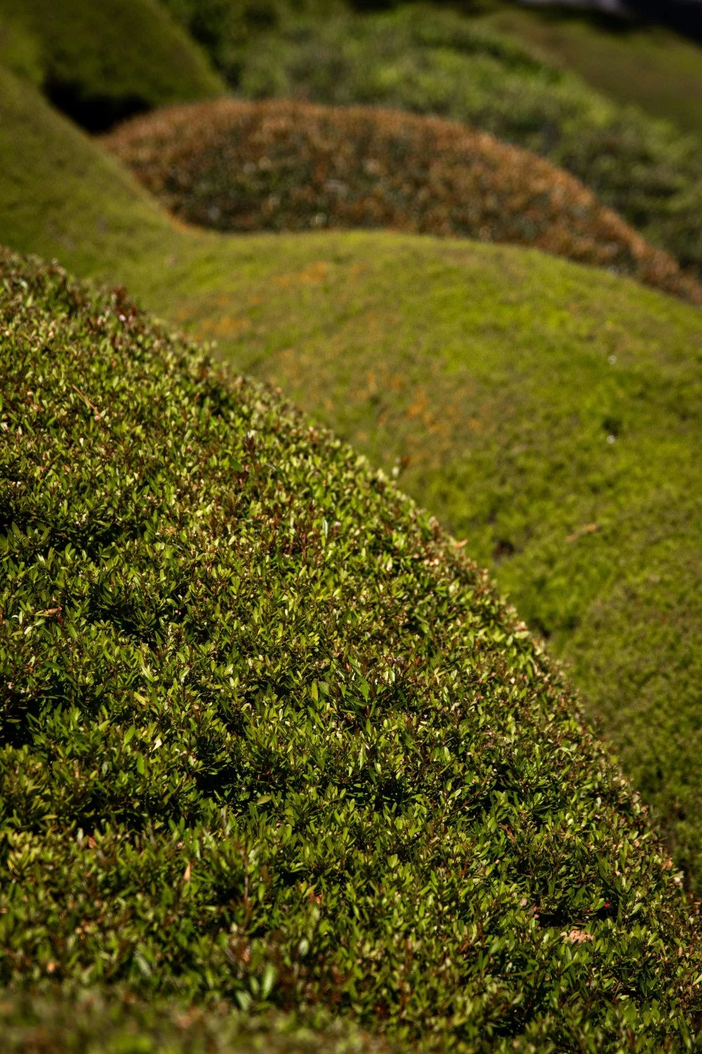 A close-up, side-profile view of meticulously manicured green hedges shaped into rolling, undulating mounds.