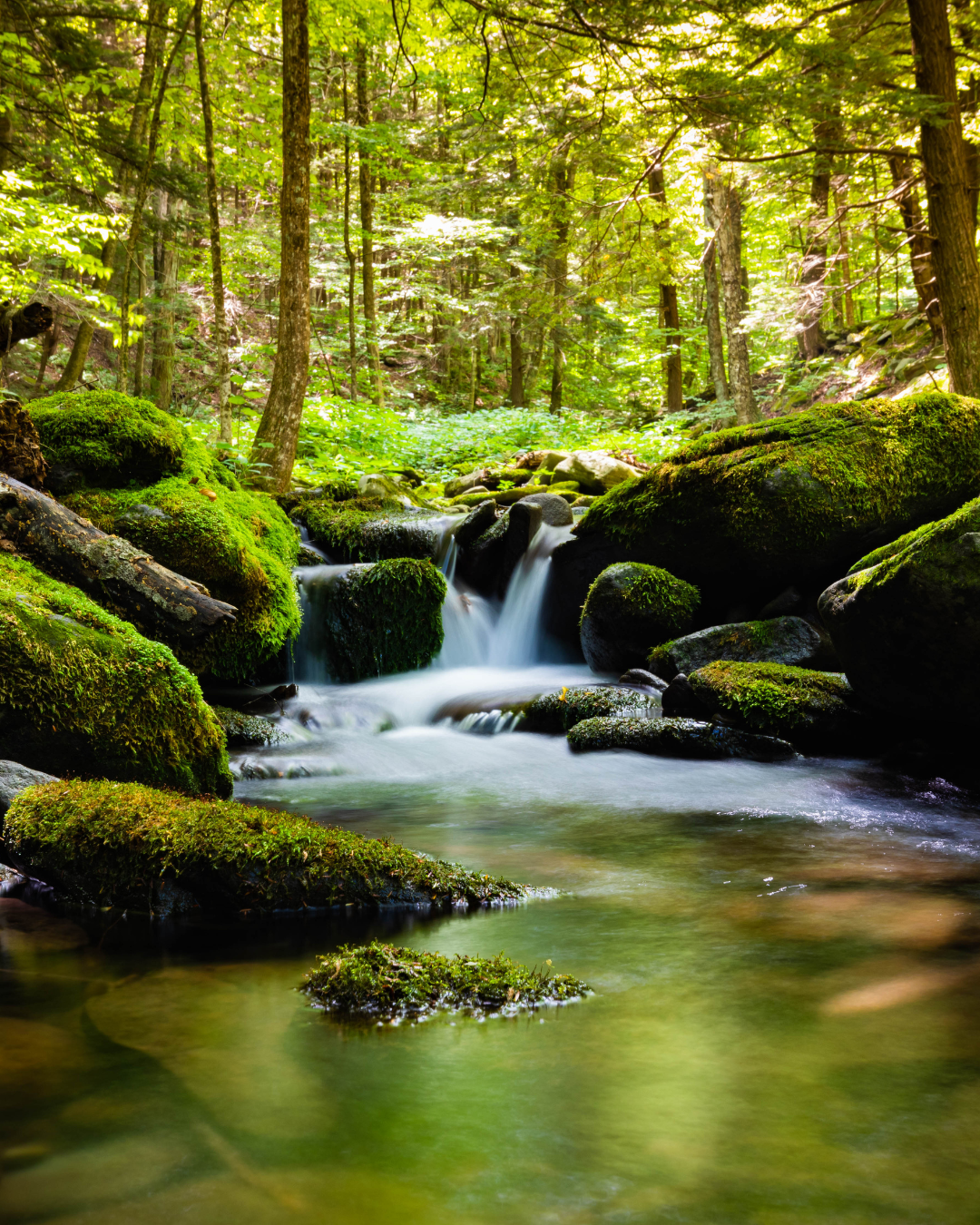 A serene forest scene with a small waterfall flowing over moss-covered rocks, surrounded by lush green trees and foliage.