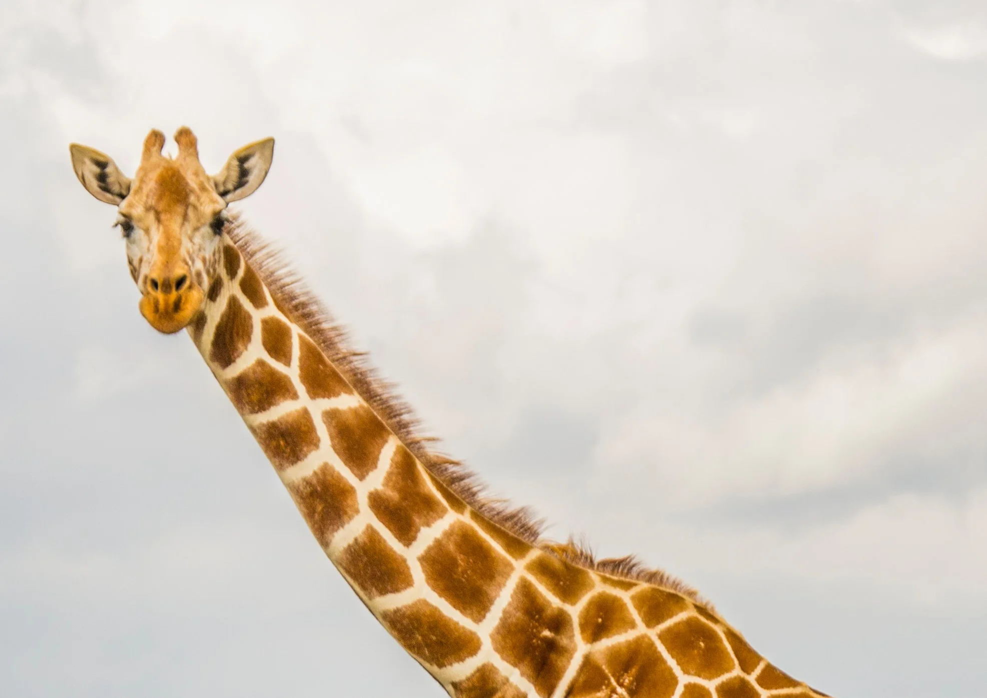 Giraffe-cropped.jpg