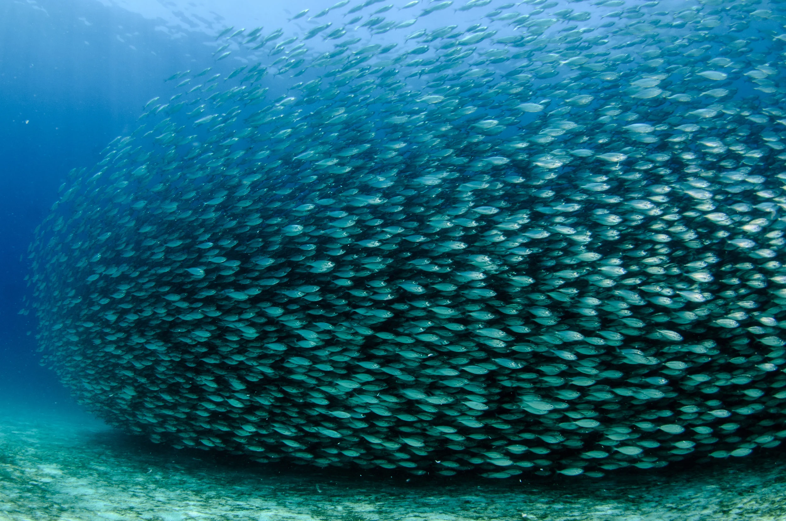Baitball Shutterstock_Copyright Cleared.jpg