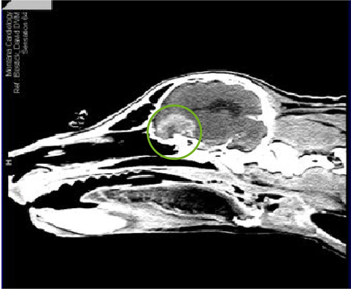 Dog Brain Tumor Dolichocephalic-edited.jpg
