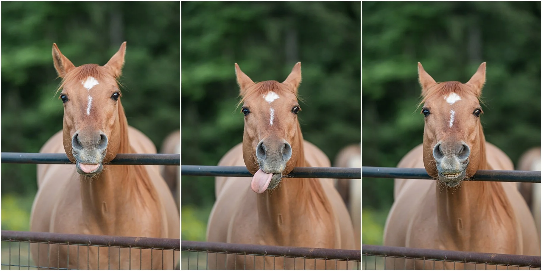 Little Creek Stables, Clover SC | Horse Photo Session