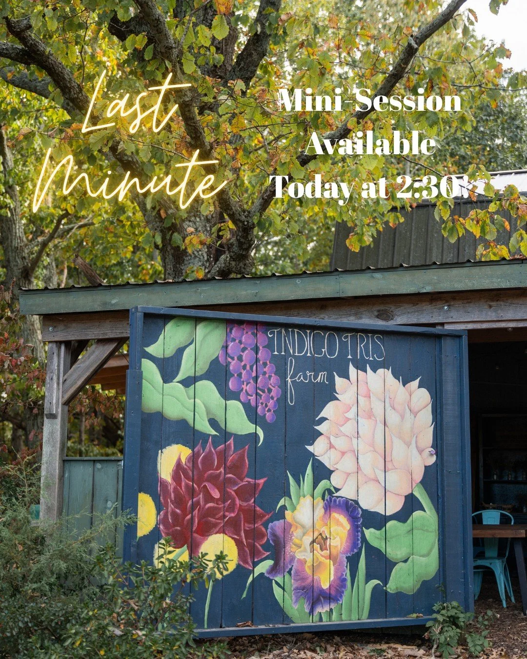 I just had a mini-session open up today at 2:30pm!

Date: Sunday, November 2
Time: 2:30pm
Location: Indigo Iris Farm @indigoirisfarm in Clover, SC
Cost: $174.95 + tax
What You Get: 15 minutes with a photographer at an amazing location, a minimum of 1