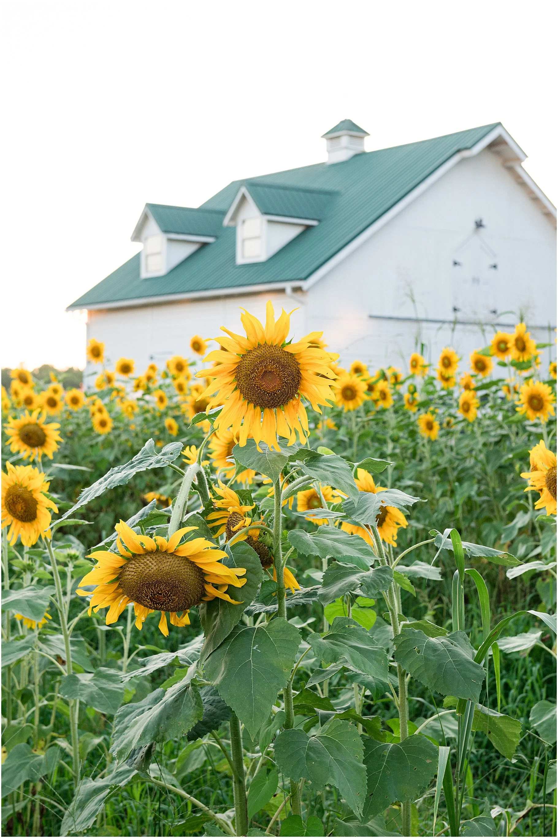 Five Blossoms Farm, Clover SC