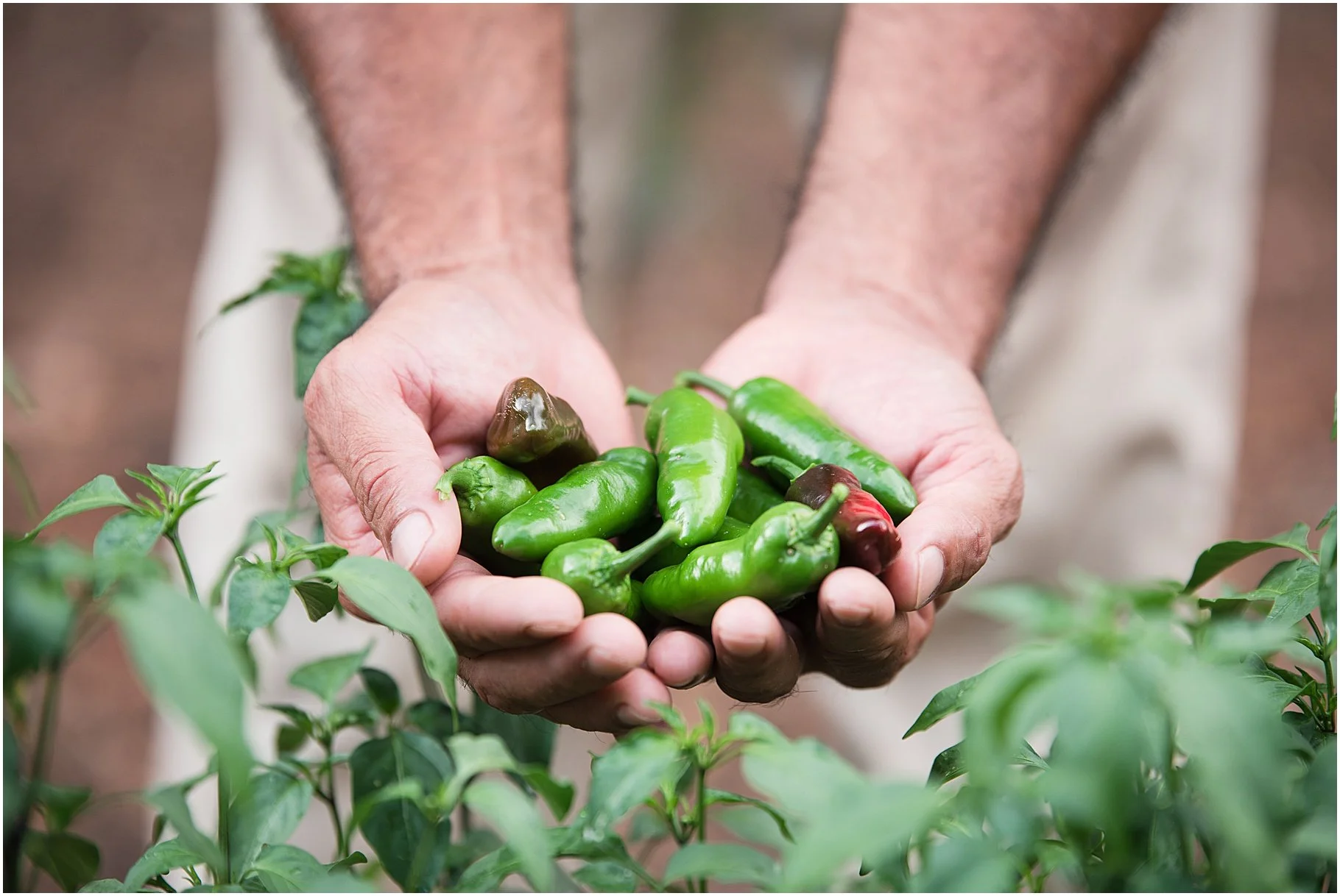 Noe's Gardening Service, Rock Hill, SC