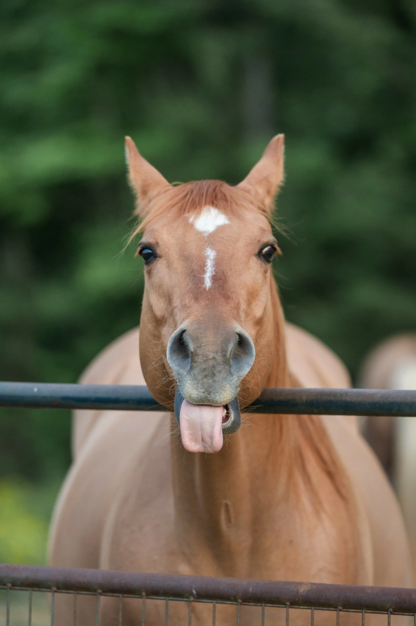 Because your feed today will probably be filled with turkeys...I thought I'd share a different kind of turkey. 🐴 😛 (Be sure to swipe and check out the comedic antics of this grinning goober. @littlecreekstables
HAPPY THANKSGIVING! 🍁🦃🍗
*
*
*
*
*
