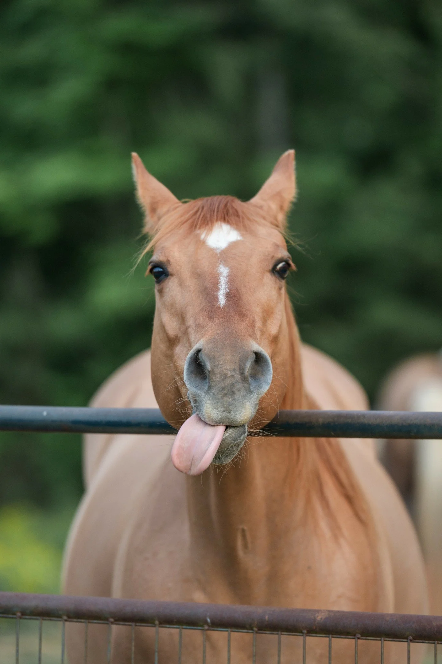Happy April Fool's Day! 🐴 🤪

#aprilfools #funnyhorse #kimberlycaublephotography #cloverportraitphotographer #littlecreekstables #horseportraits