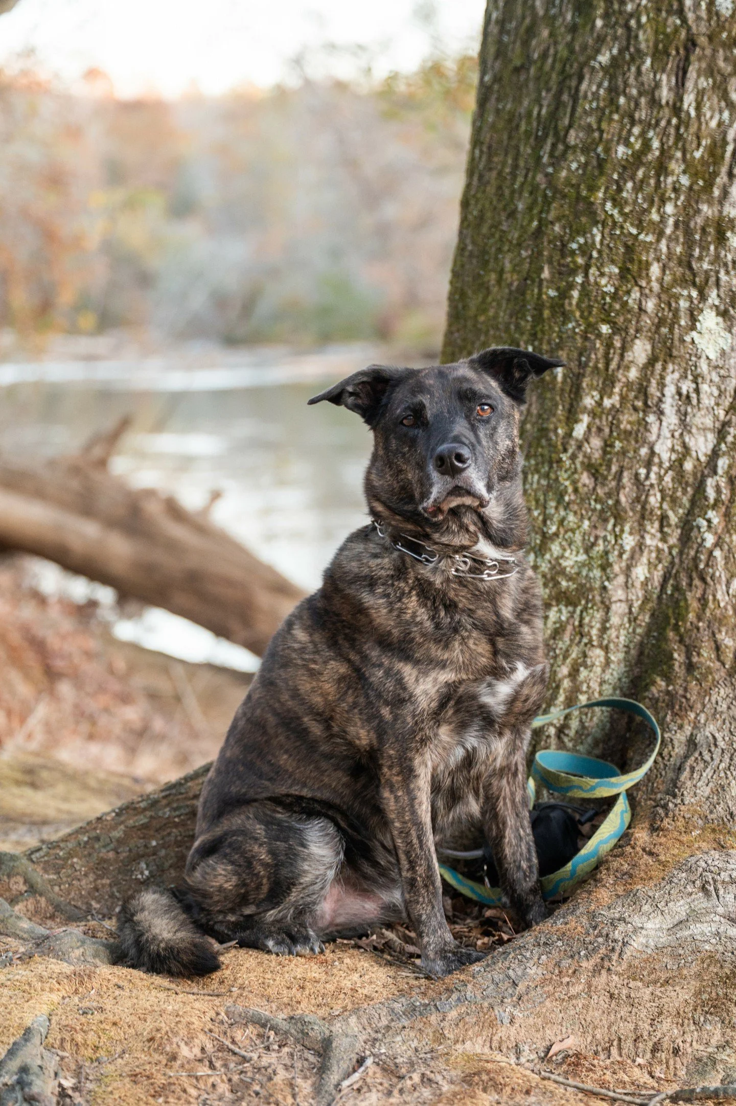 When the dog of the family tries to steal the show...
Happy National Dog Day!

#kimberlycaublephotography #charlottefamilyphotographer #dogsarefamily #nationaldogday