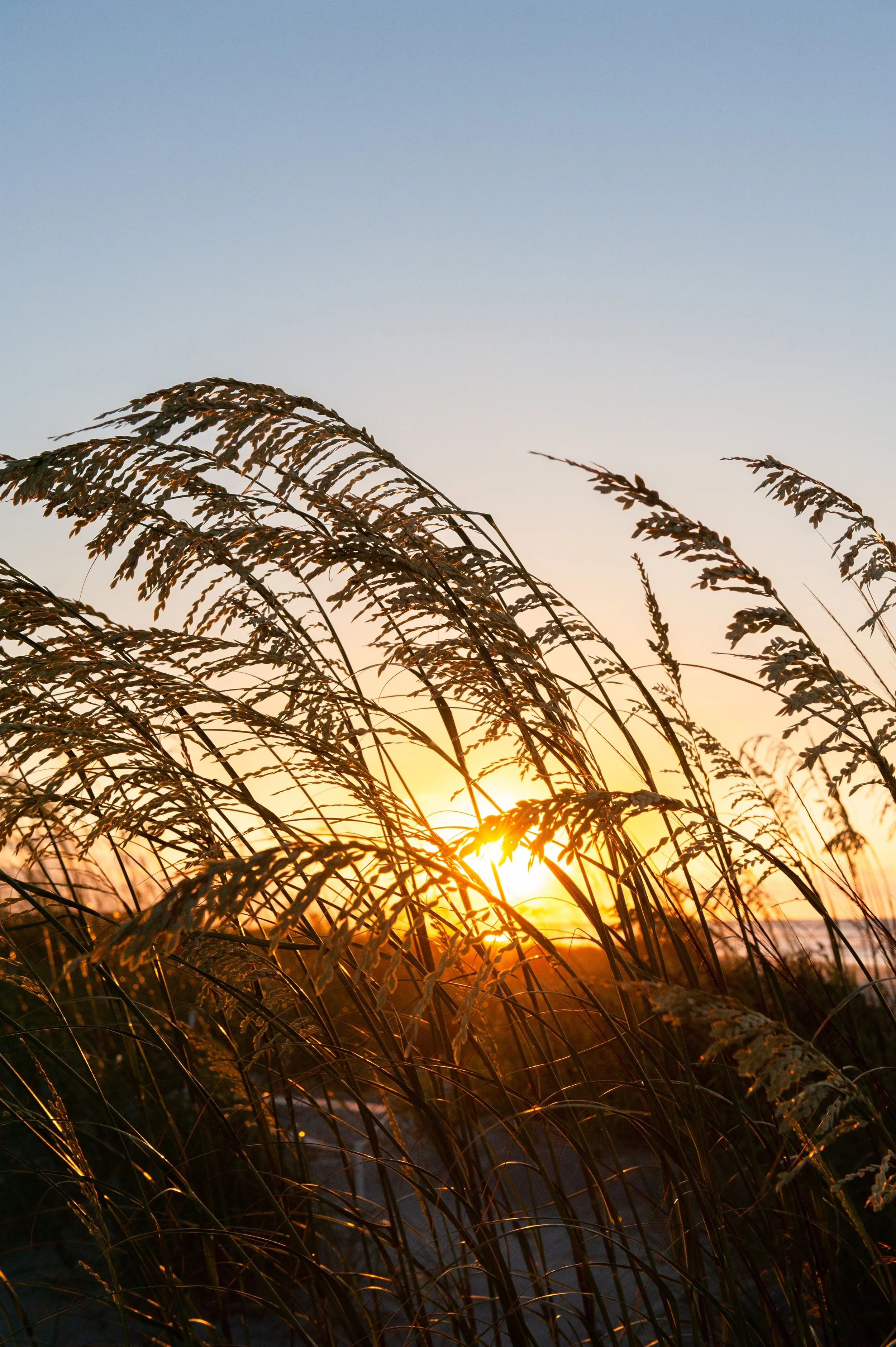 The sun rises over the ocean as seen through some pompous grass blowing in the wind on the beach at Fripp Island, SC.
