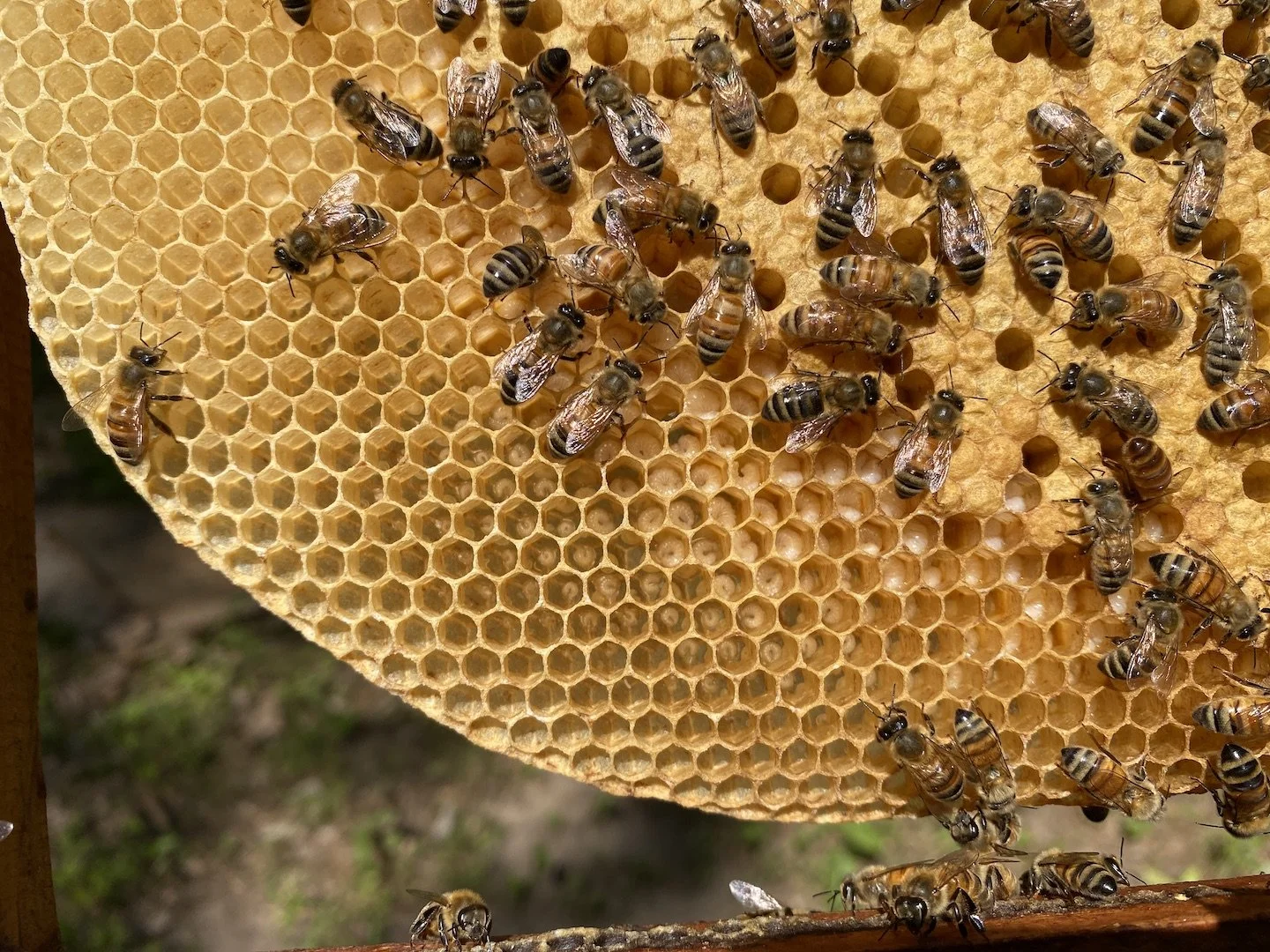 Engaged Beekeeping 