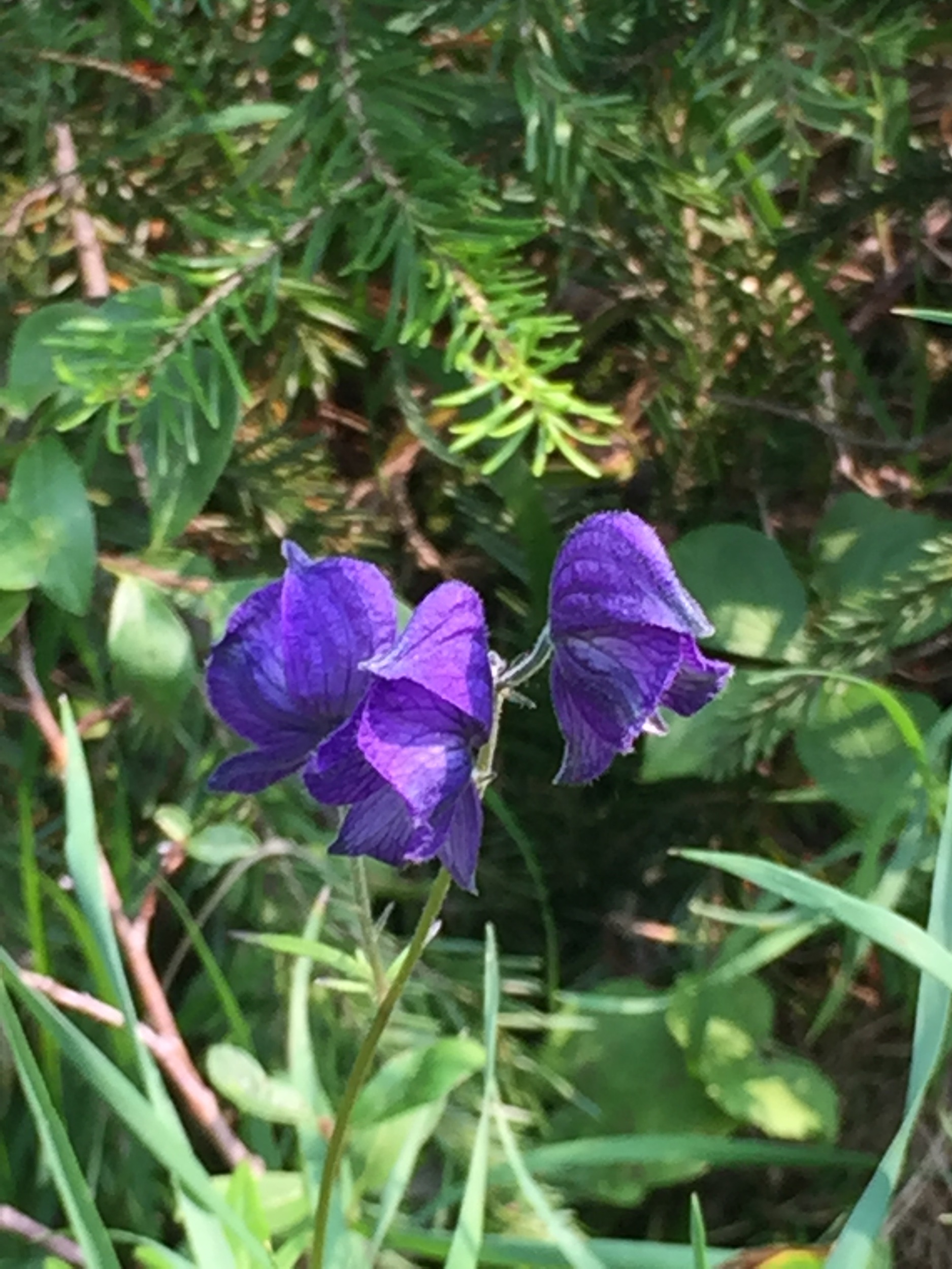 IMG_0337.jpeg