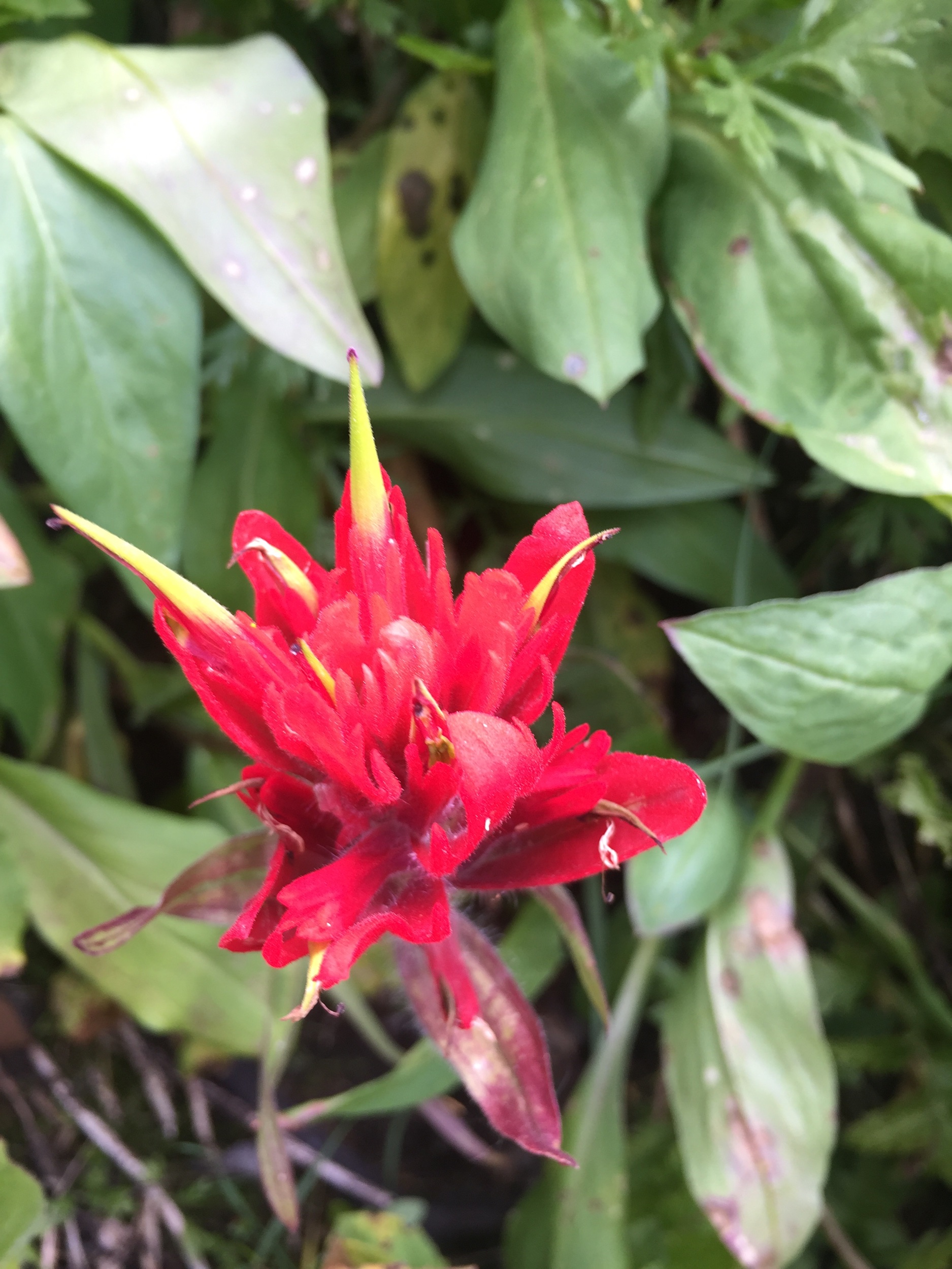 IMG_0304.jpeg