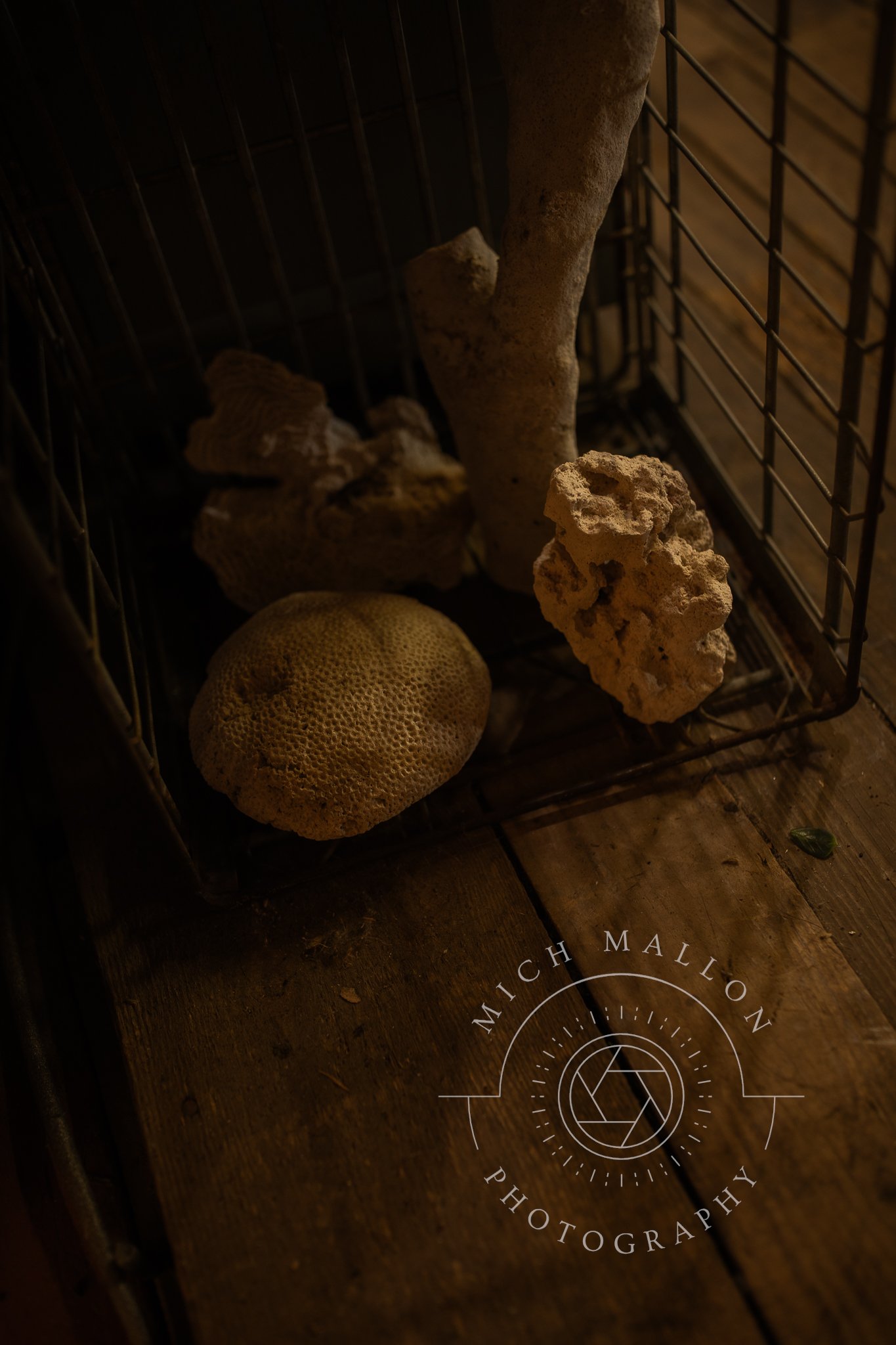 AntiquePhotos_MichMallonPhoto2026-11.jpg