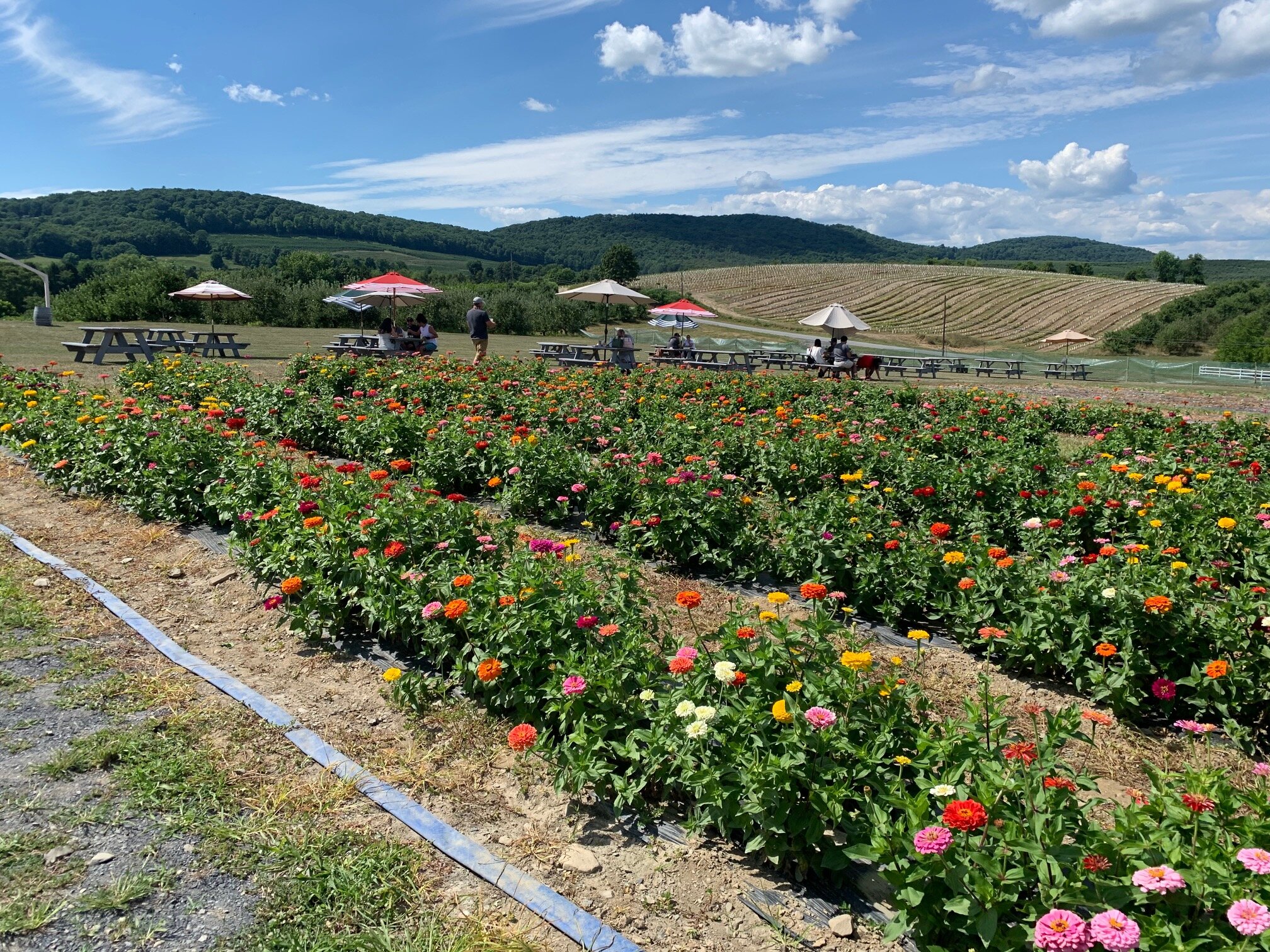 Breakneck Post 13 Weed Orchards 5.jpg