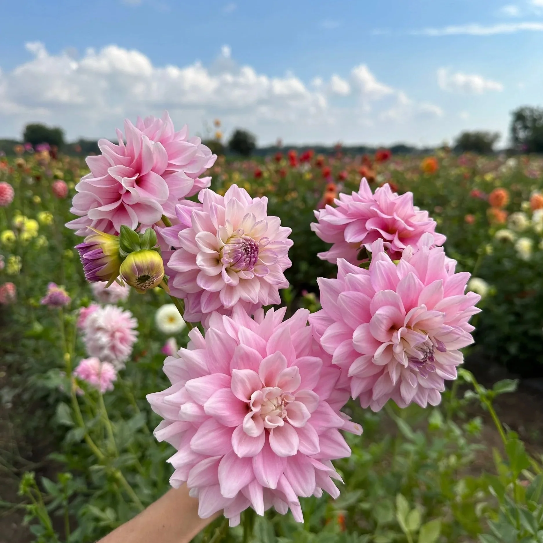 Pick Your Own Dahlias at Colour Pop