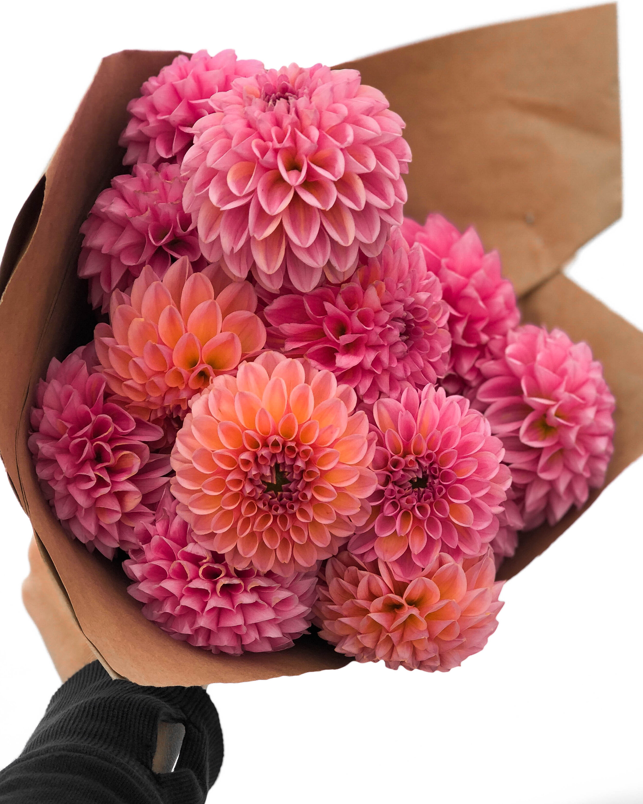 Dahlia bouquet