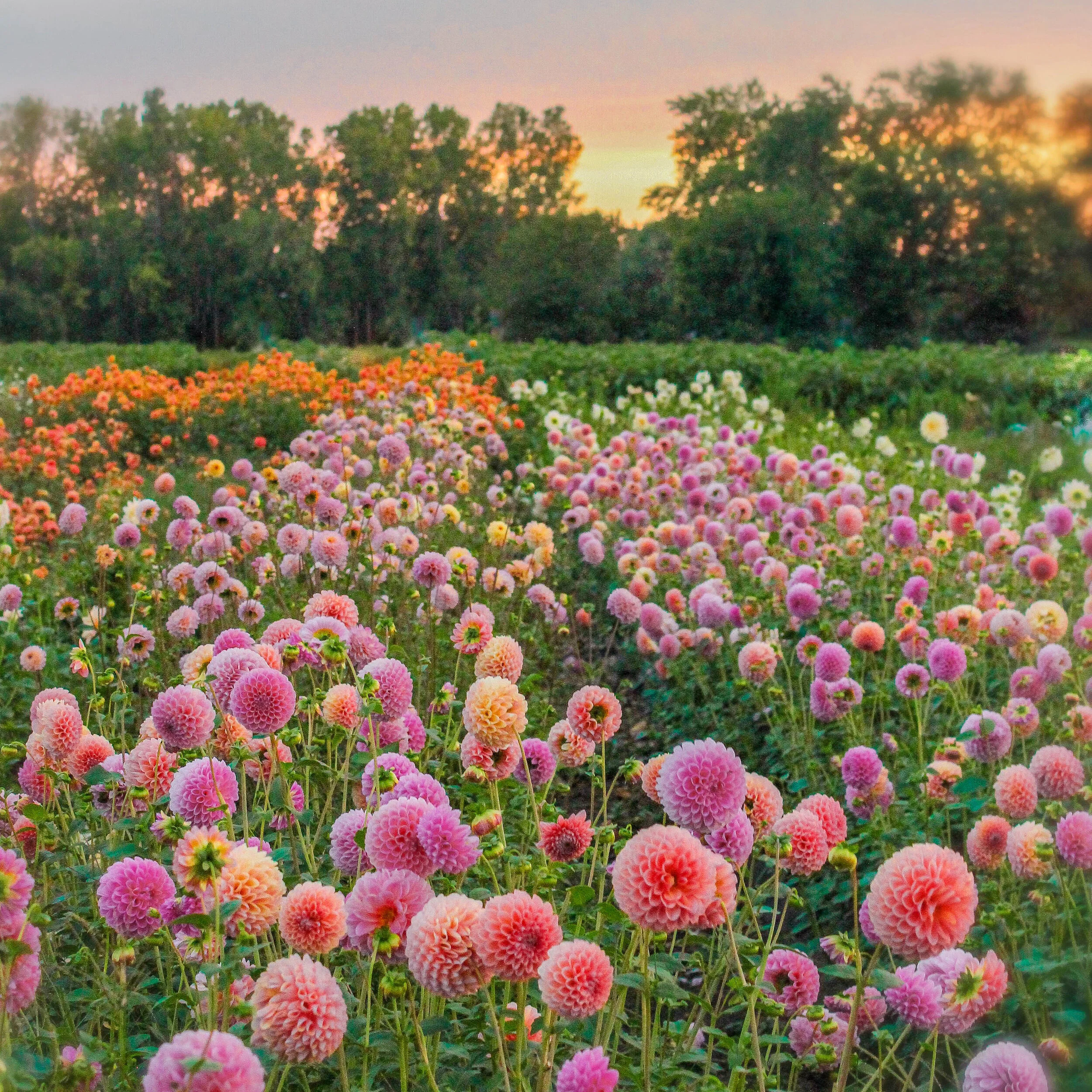 upick Dahlias (Copy)