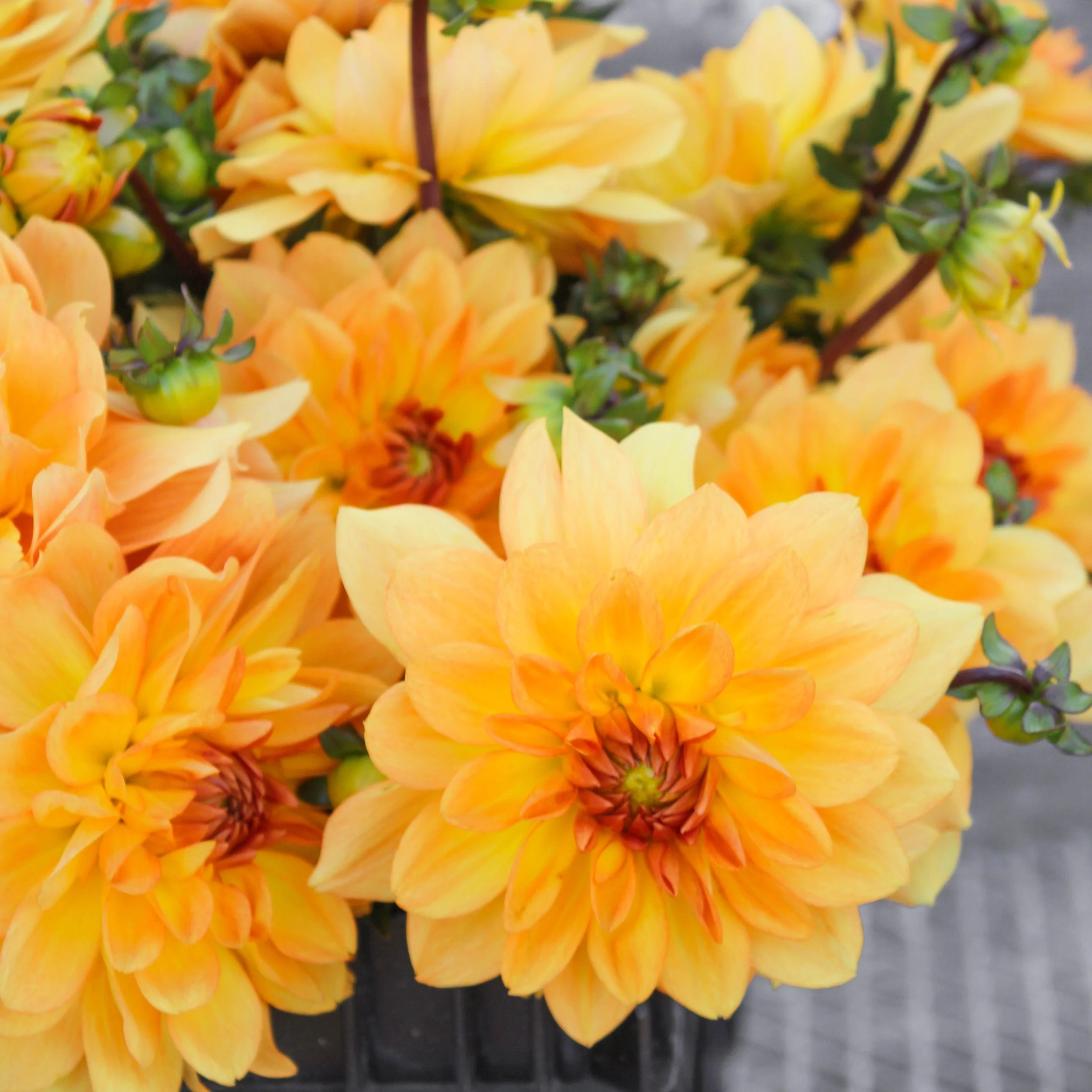 Goldie Dahlia