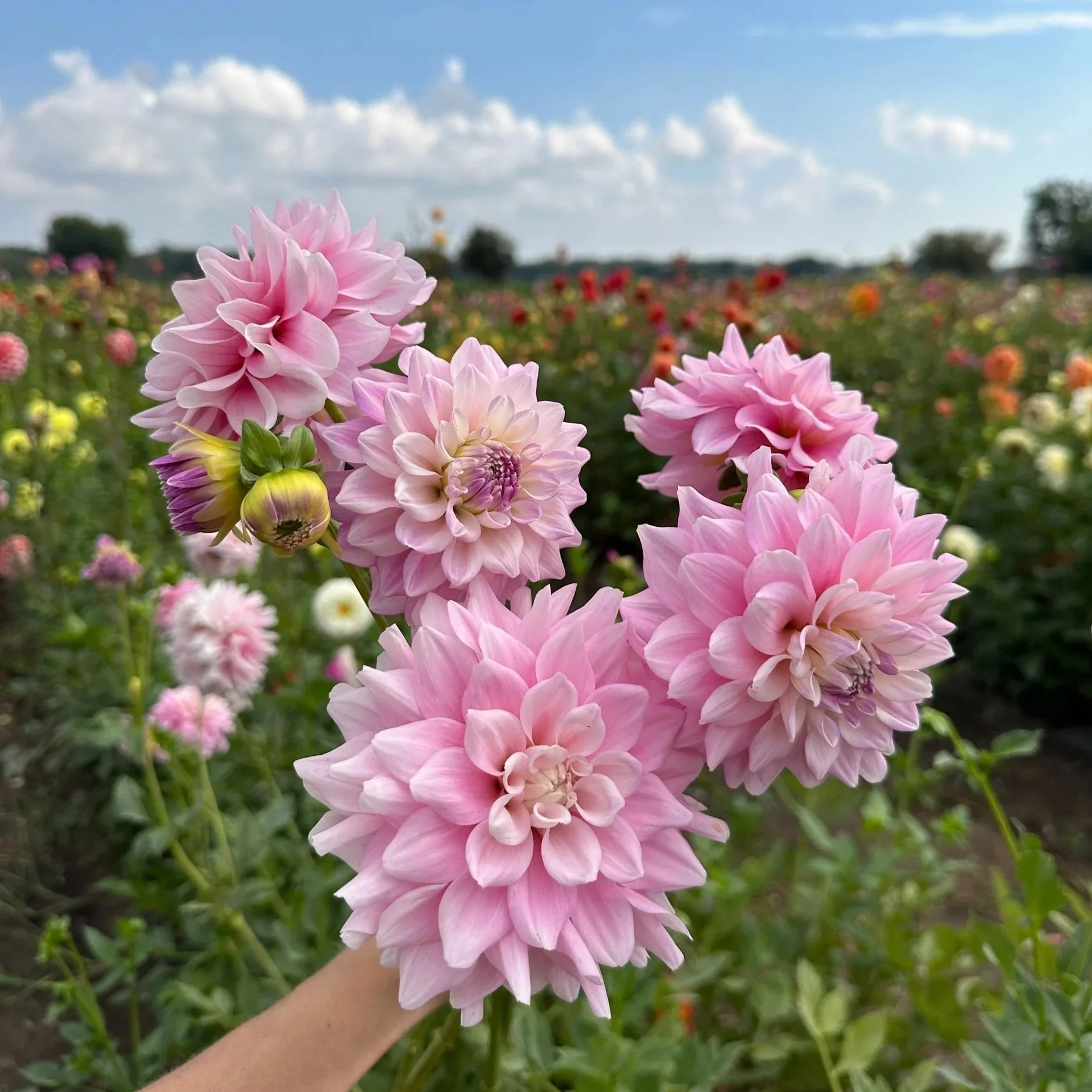 A handful of blush Dahlias blooming at Colour Pop