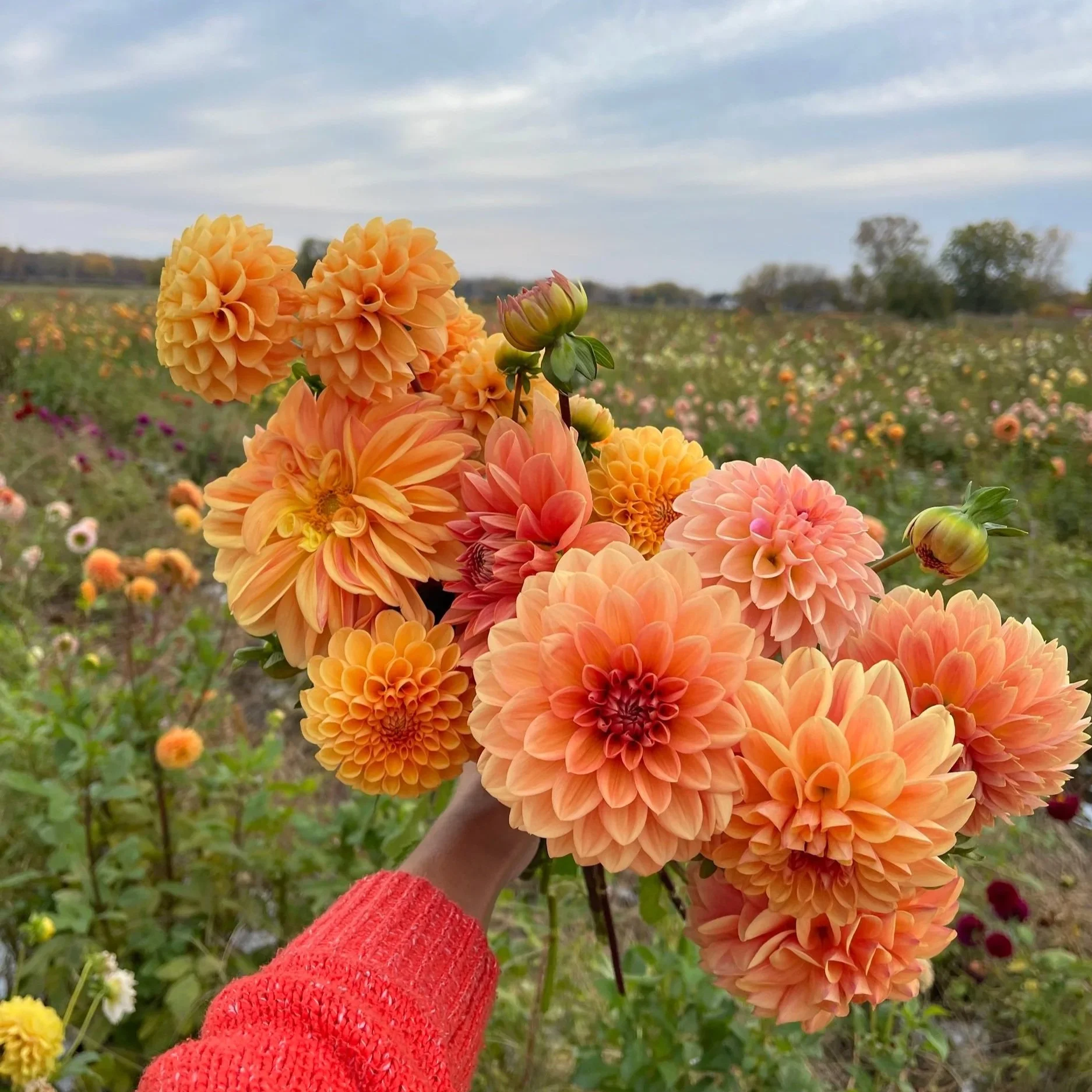 A handful of sunset orange Dahlias at Colour Pop Flowers