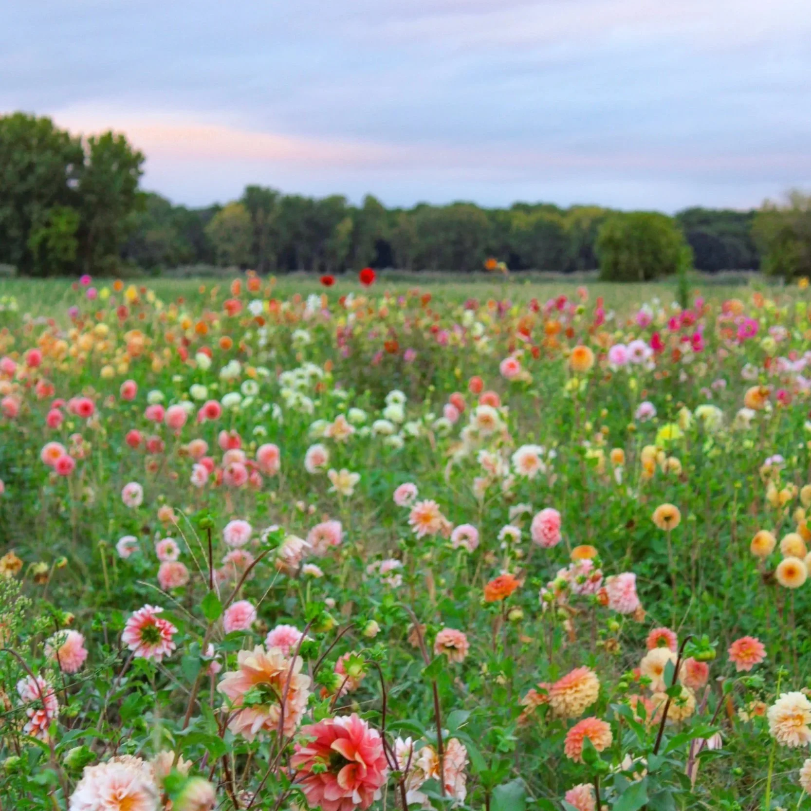 Thousands of blooming Dahlias at Colour Pop Ontario