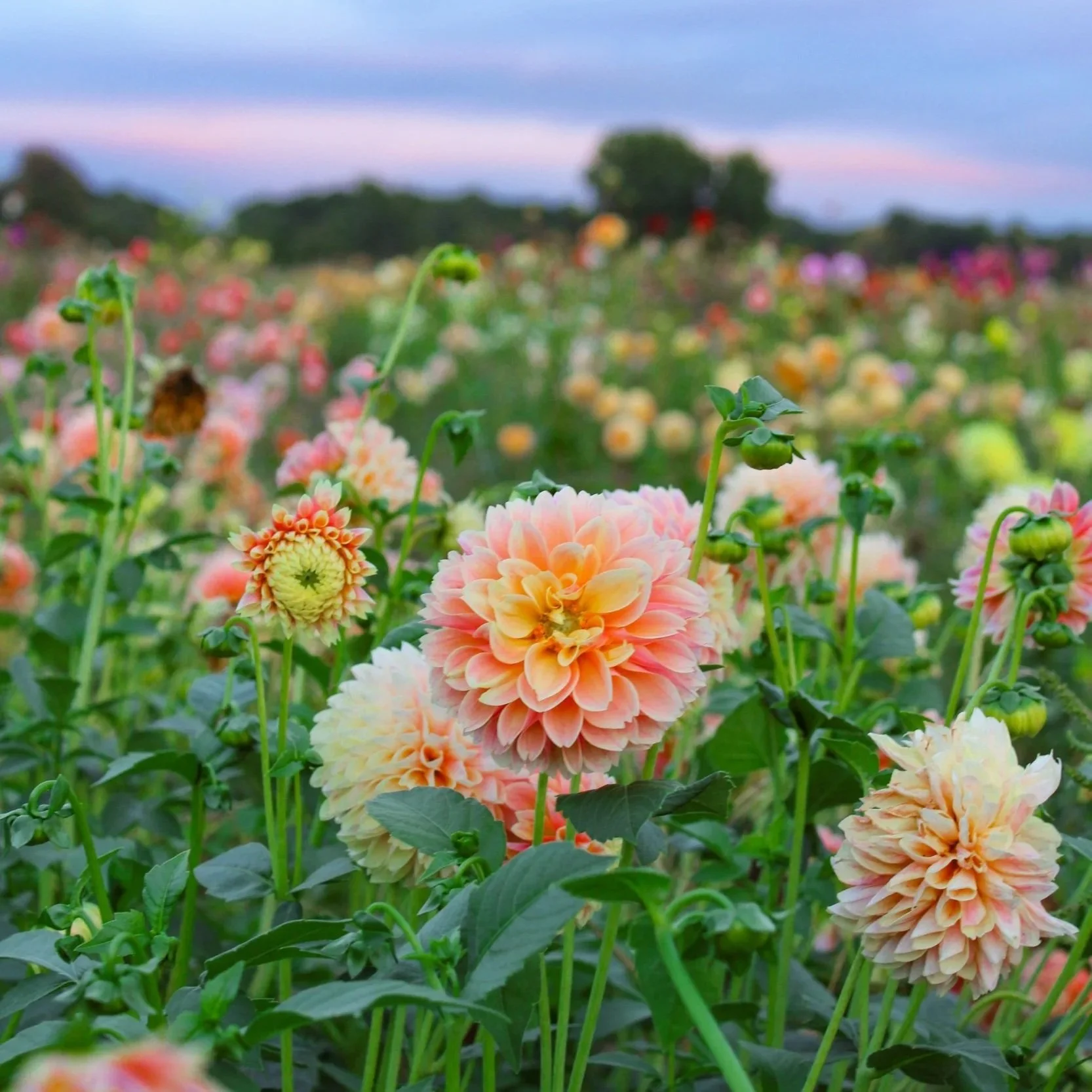 Pick Your Own Dahlia field at Colour Pop near Hamilton