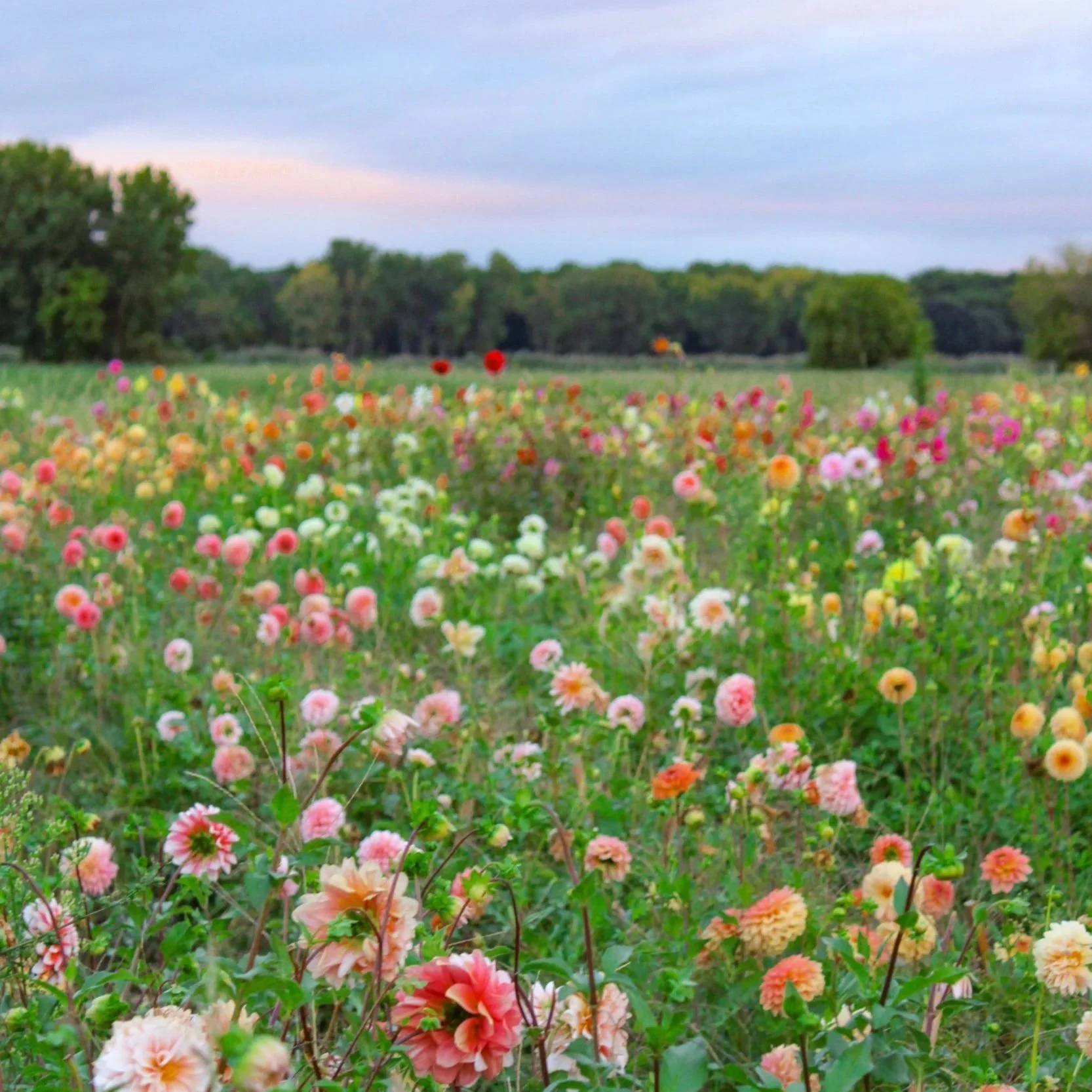 Pick Your Own Dahlias at Colour Pop in Ontario