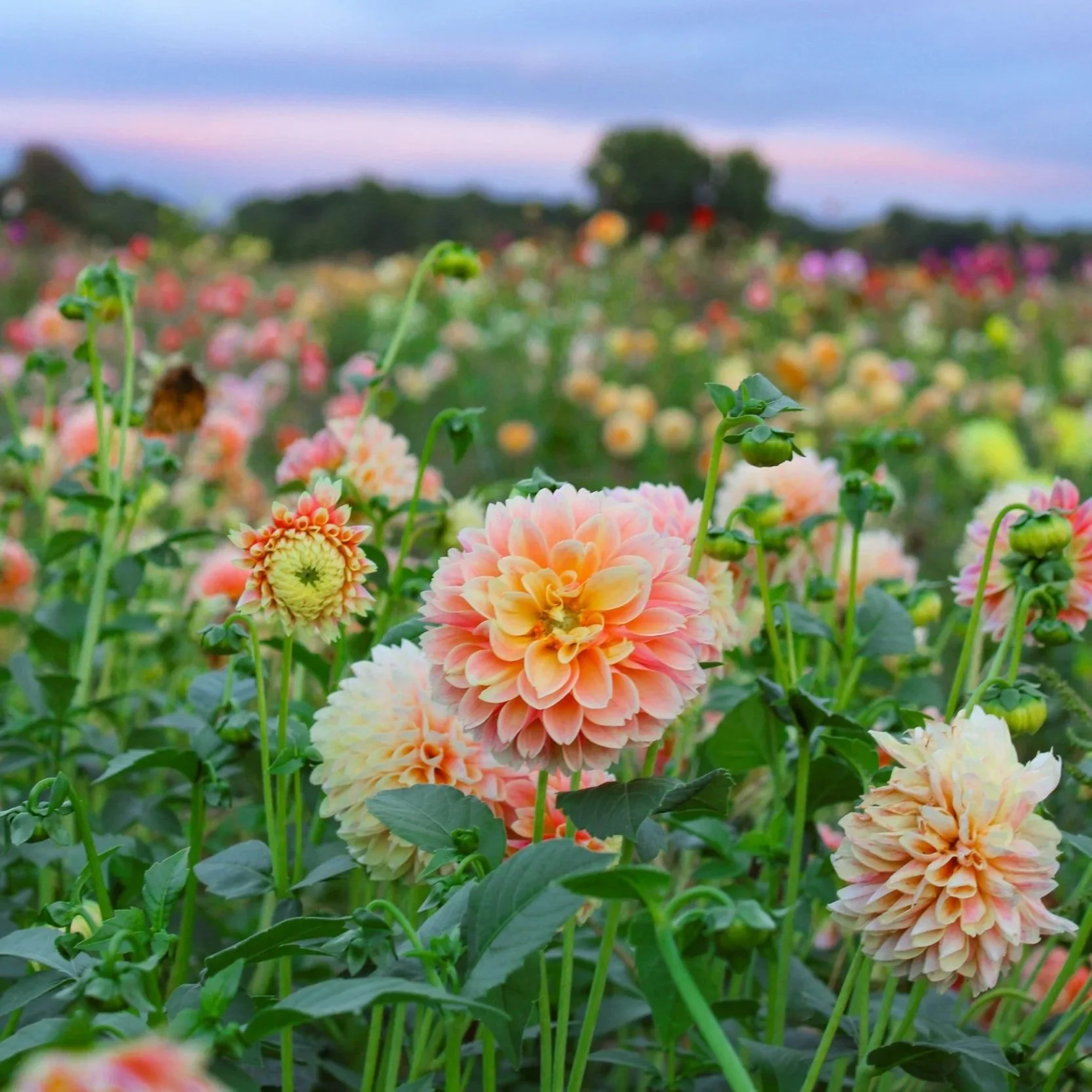 Pick Your Own Dahlia experience Ontario
