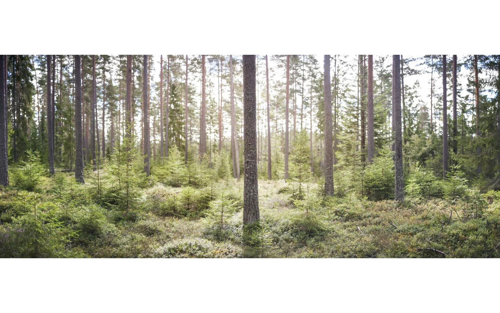 Sweden_Landscapes_002.jpg