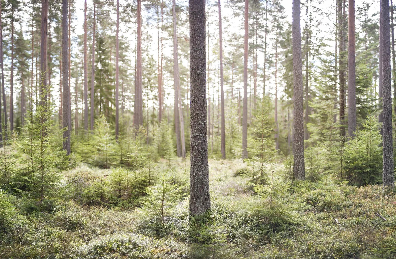 Sweden_Landscapes_006.jpg