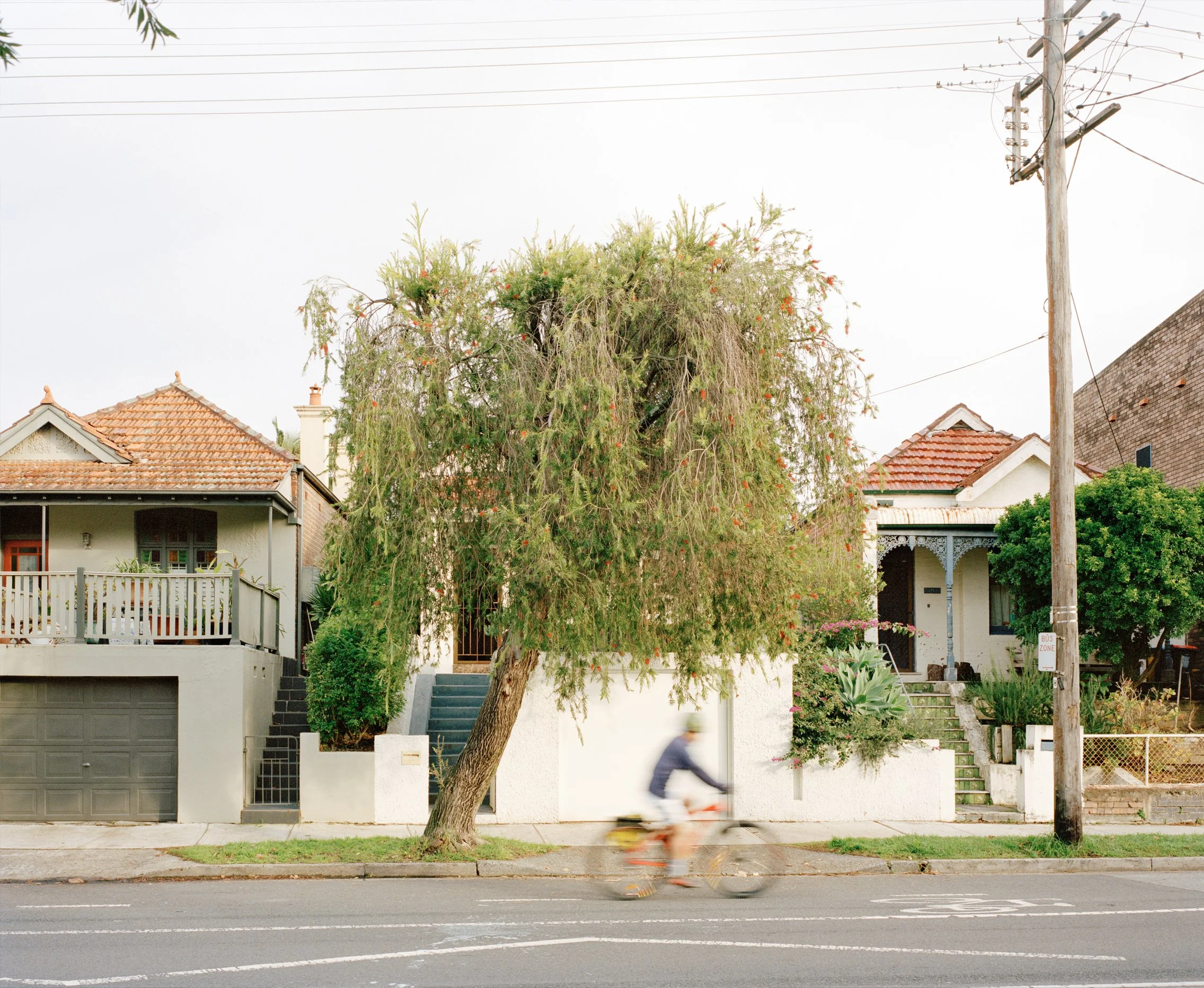 A residential street with a large leafy tree in front of two houses, one with a dark garage door, another with a porch. A person is riding a bicycle past the houses. Utility pole and power lines are visible.
