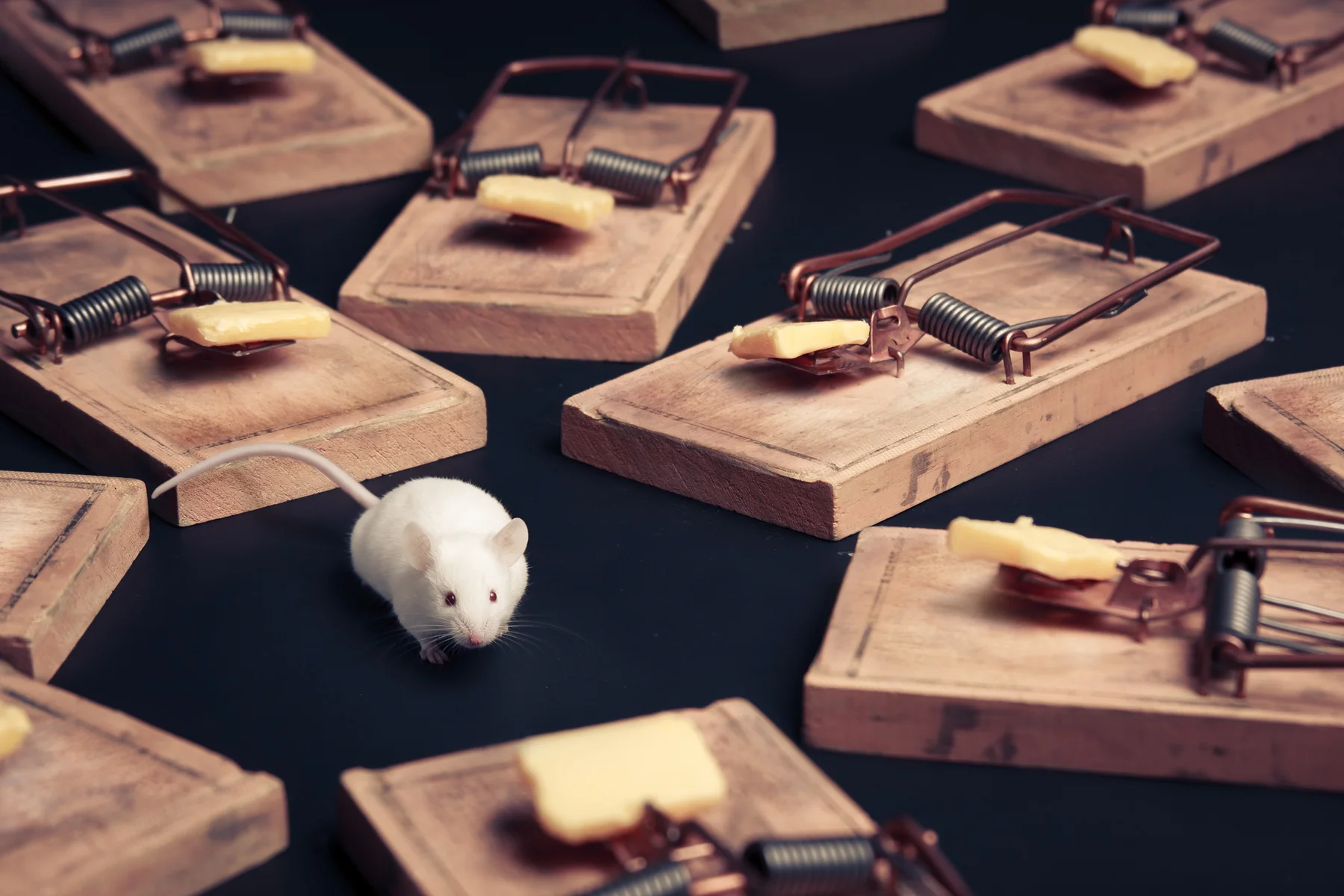 195940-9819499-mousetraps_jpg.jpg