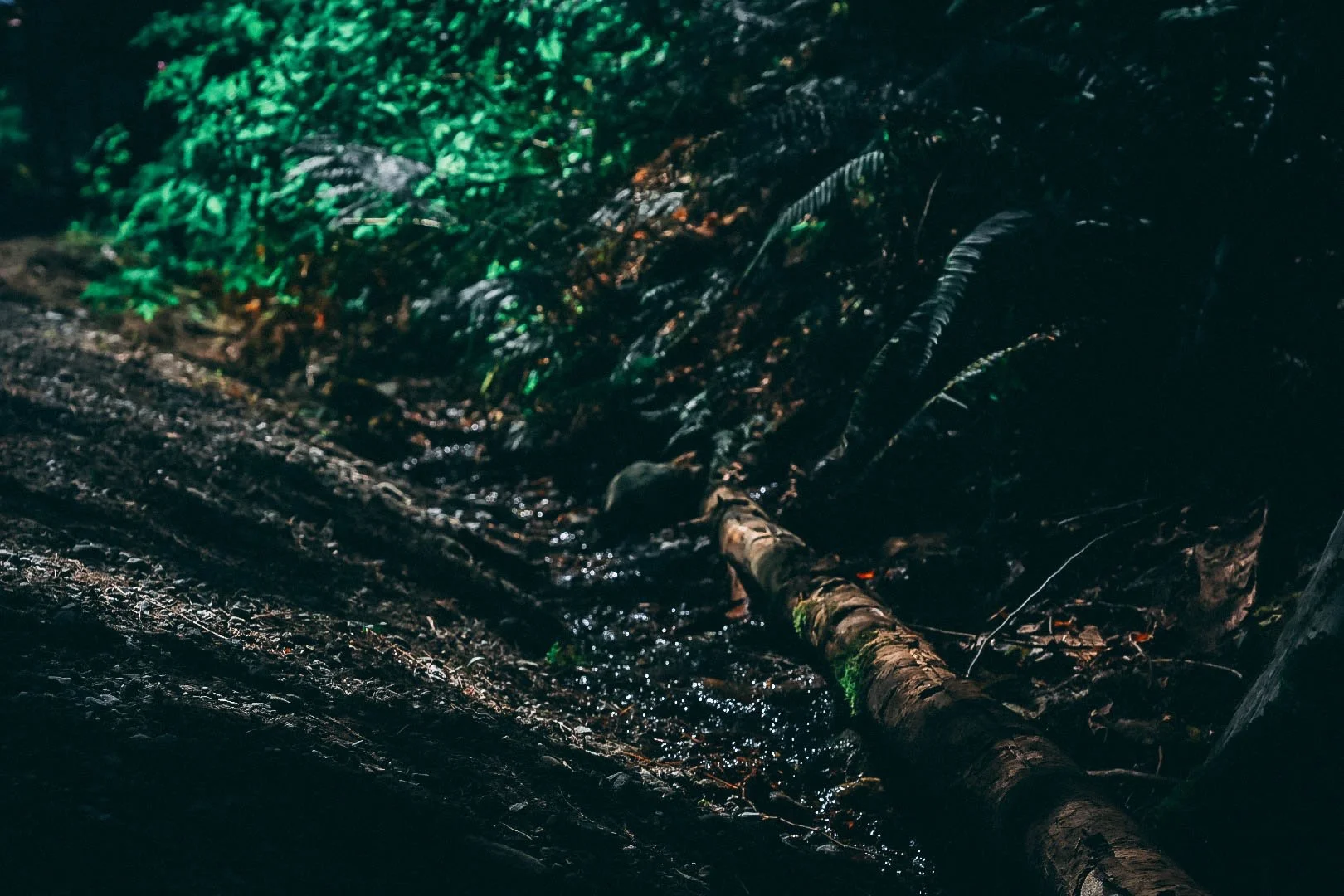 Daylighting _ BC_Streams.JPG