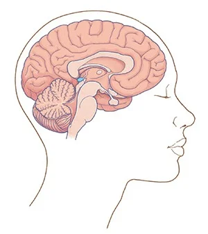 Connect_pineal-gland.jpg