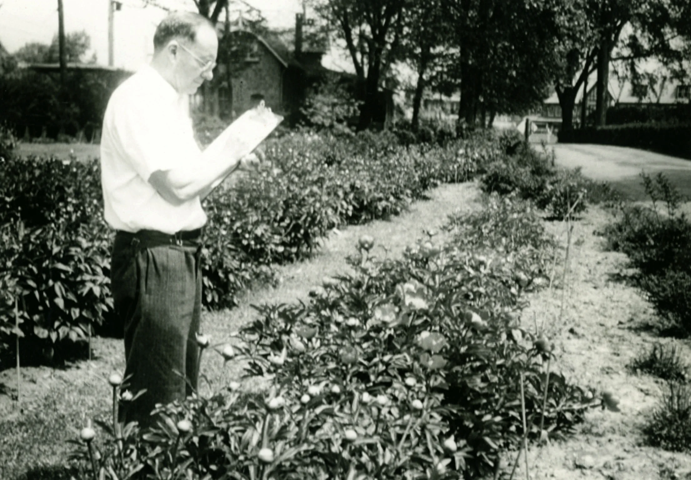 Dr. John Caspar Wister amidst Tyler’s peony beds. Photo courtesy of Tyler Arboretum.