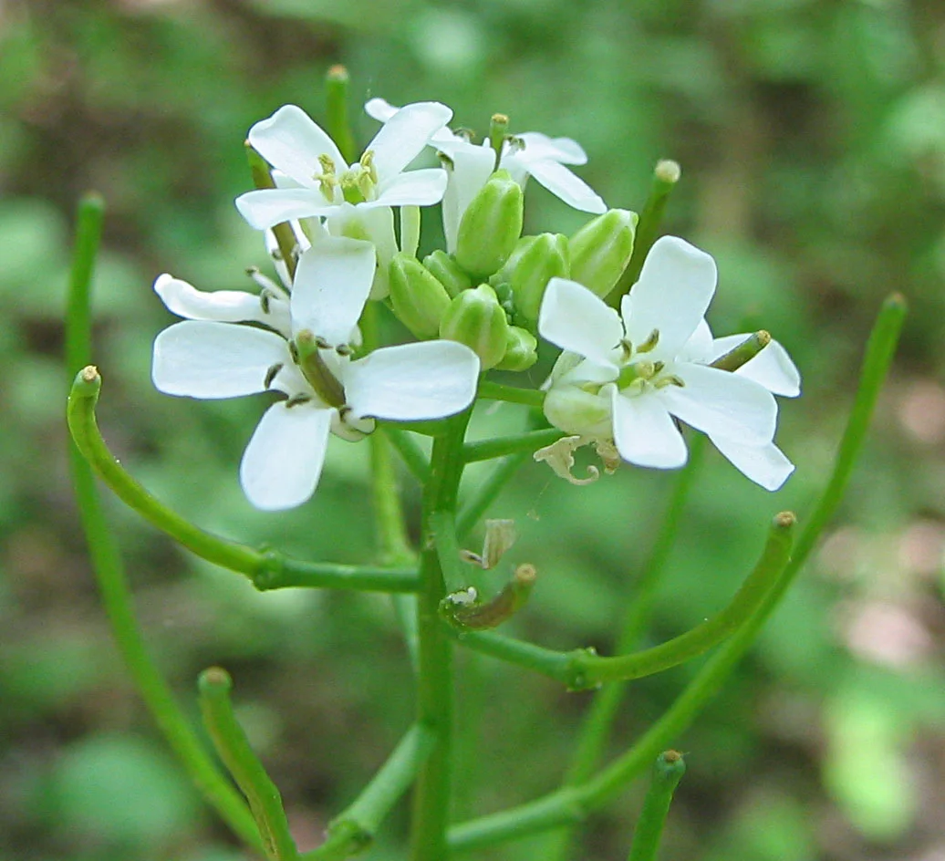 Garlic mustard