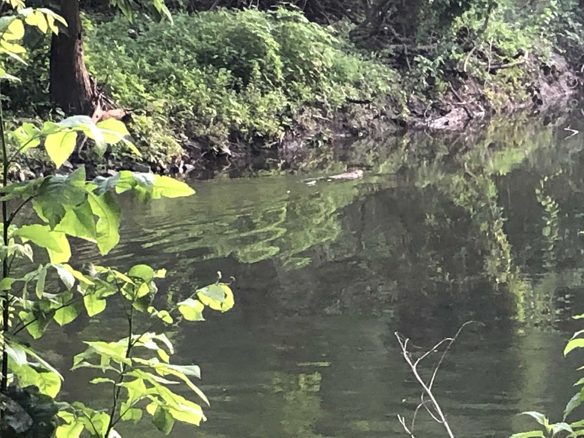 Beavers Building a Presence on Crum Creek