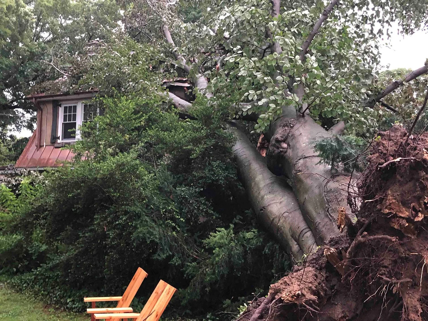 Tree Lands on Home on N. Swarthmore Ave.