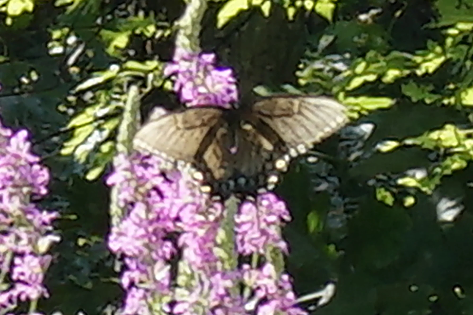 Eastern Black Swallowtail butterfly. Photo by Jonathan Hodgson.
