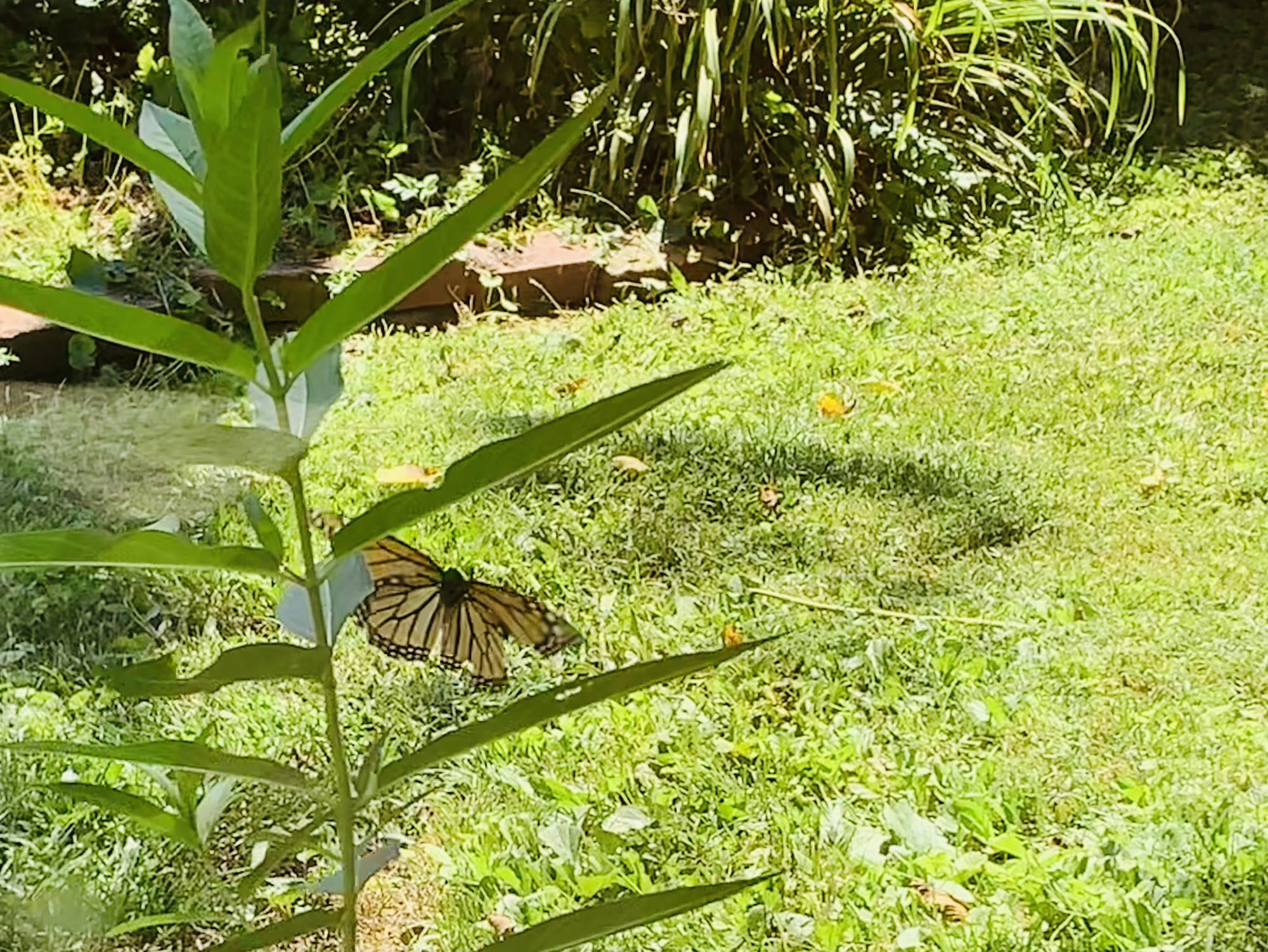 8-16 w-wildlife-butterfly Degnan.jpeg
