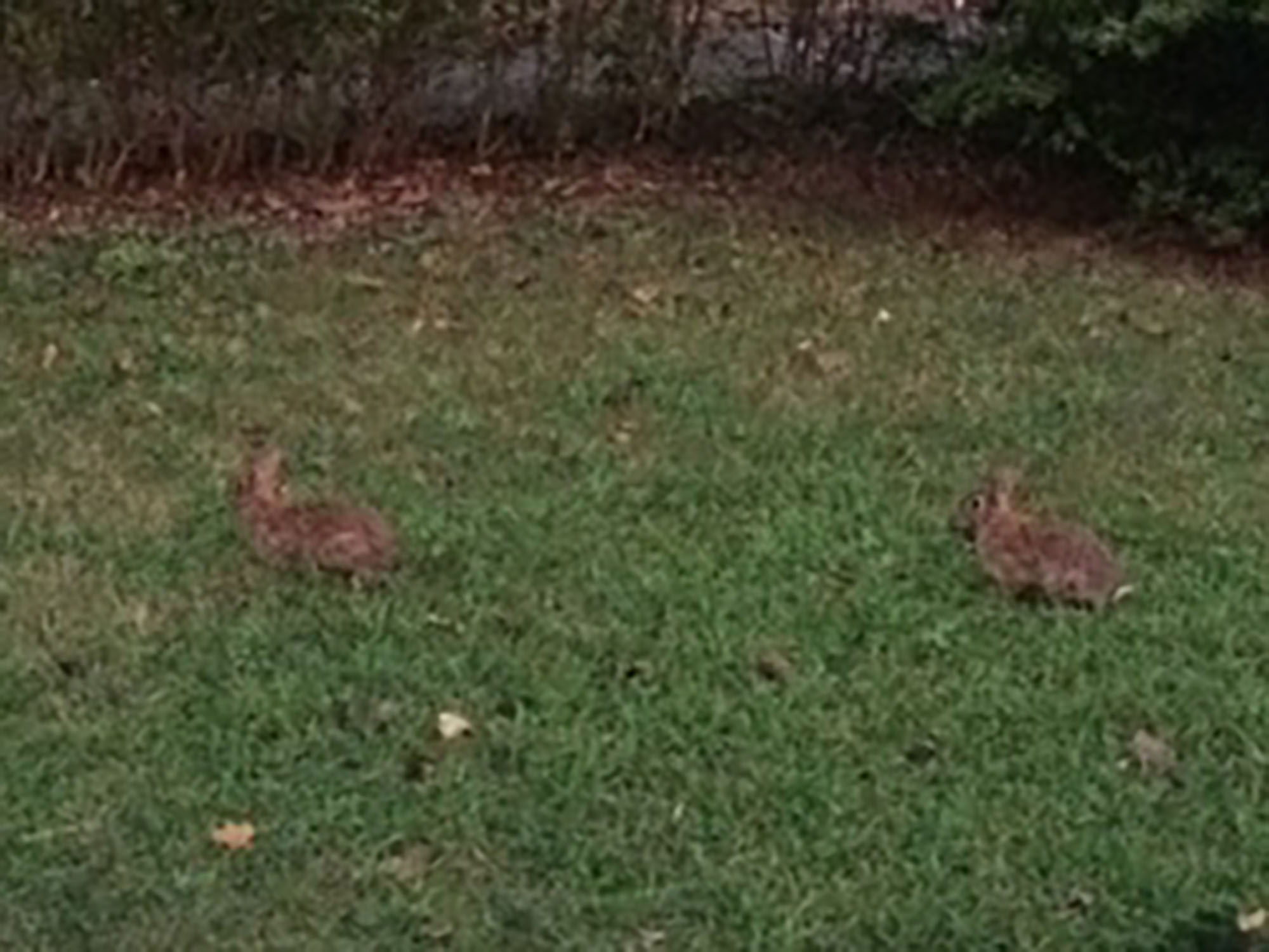 8-16 w-wildlife-two bunnies Anckaitis.jpg