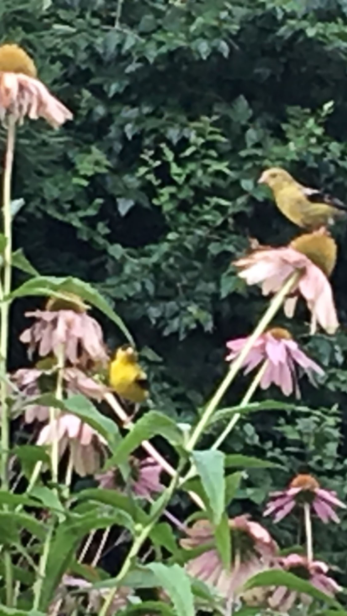 8-16 w-wildlife-yellow finch Memenger.jpg