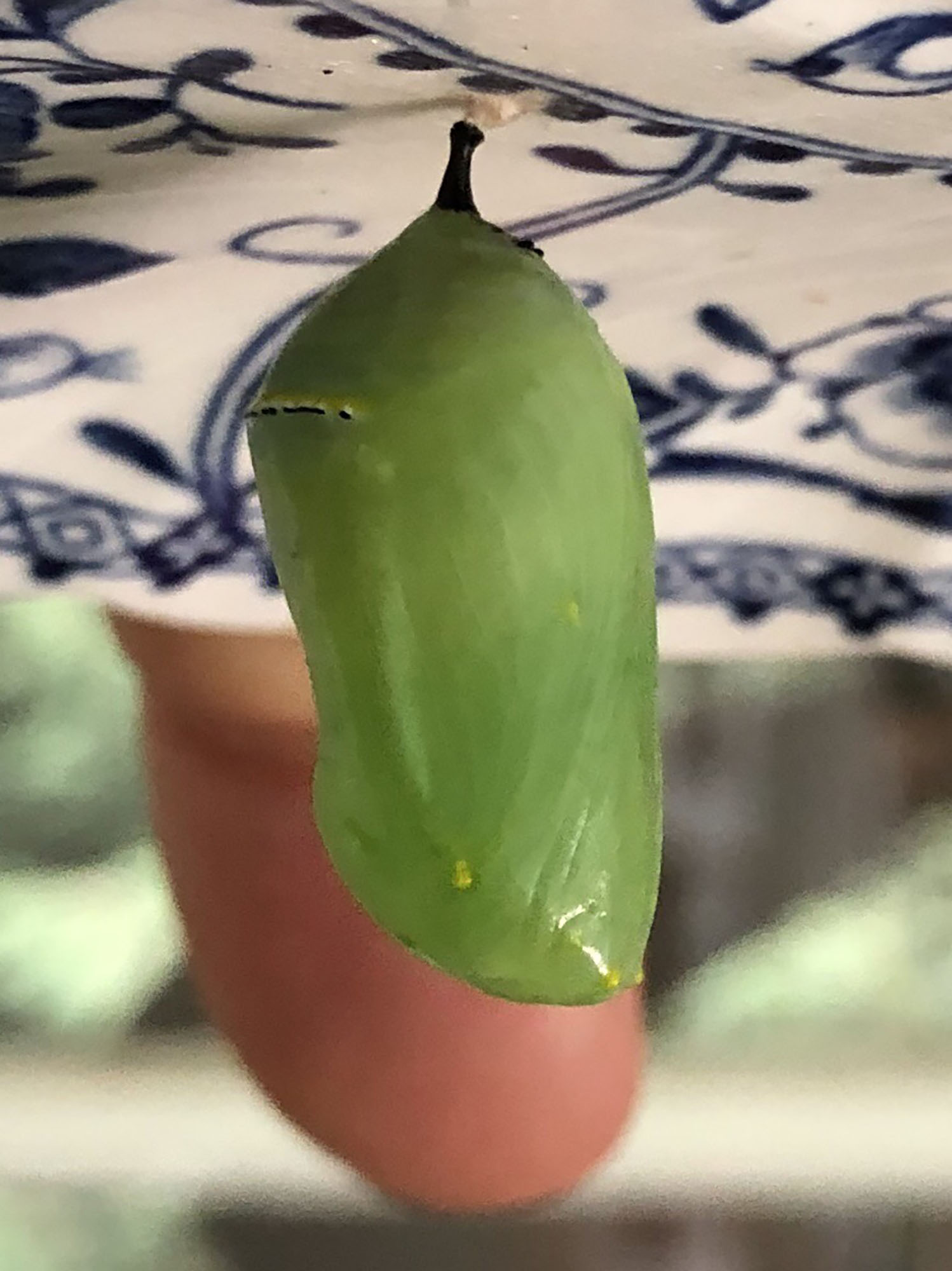 An Audley Chrysalis