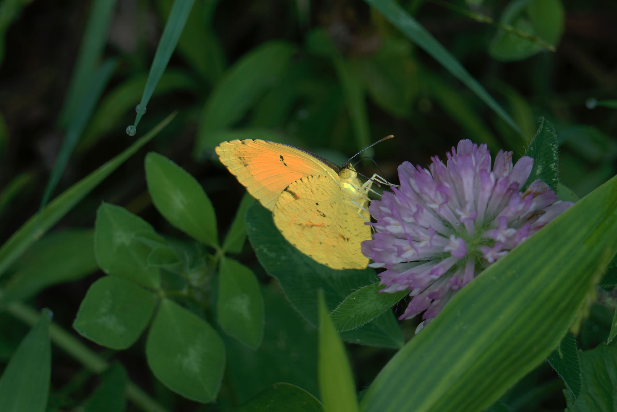 Jonathan Hodgson's Sulphur Butterfly